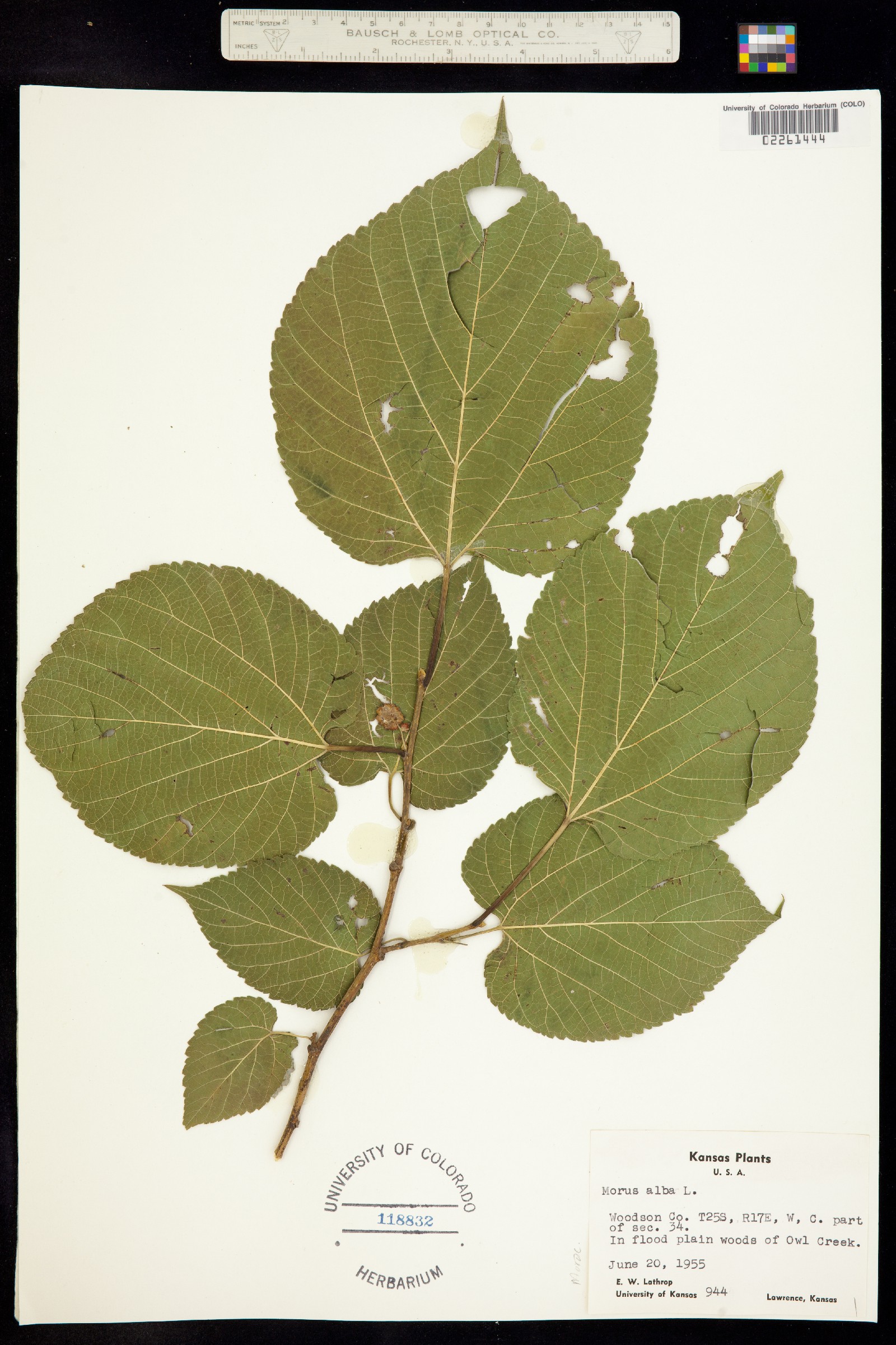 Morus alba image