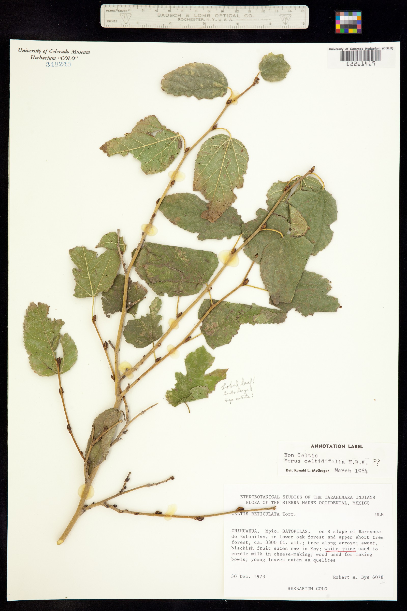 Morus celtidifolia image