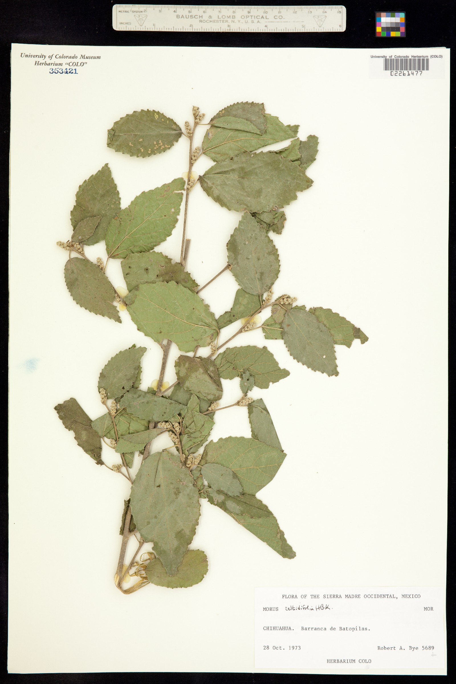 Morus celtidifolia image