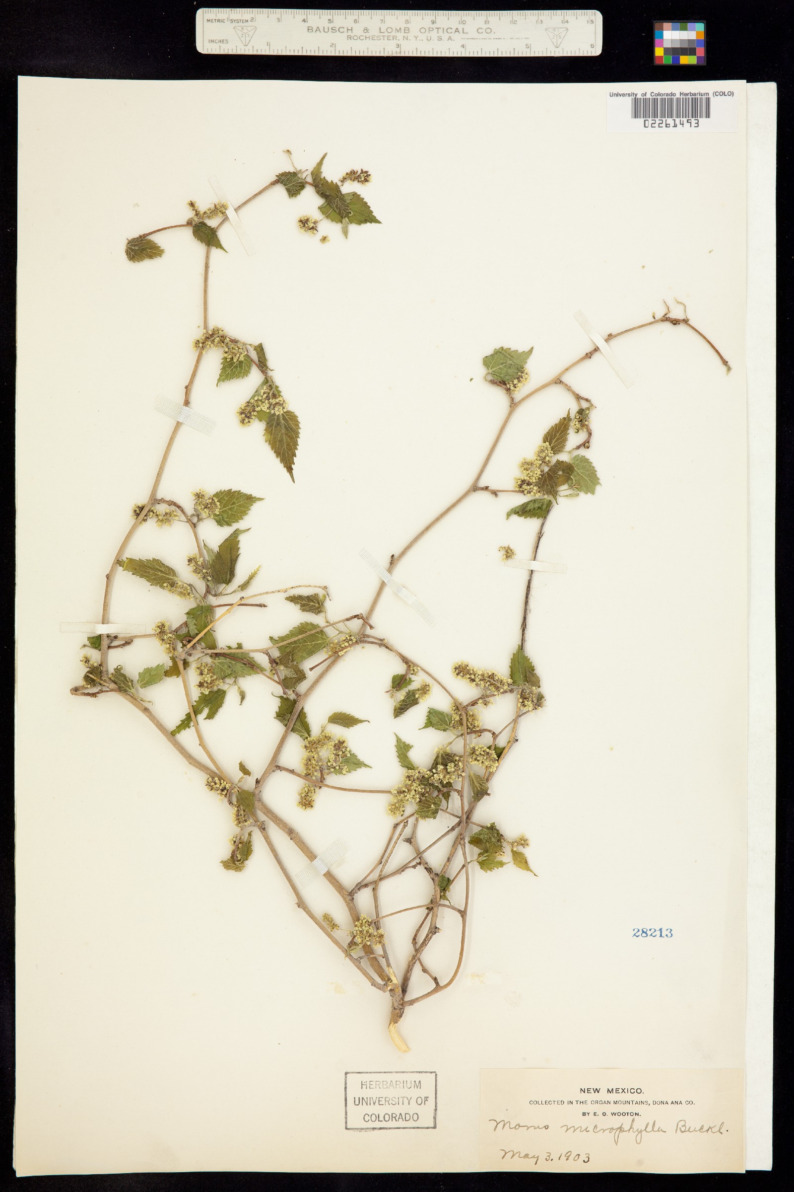 Morus microphylla image