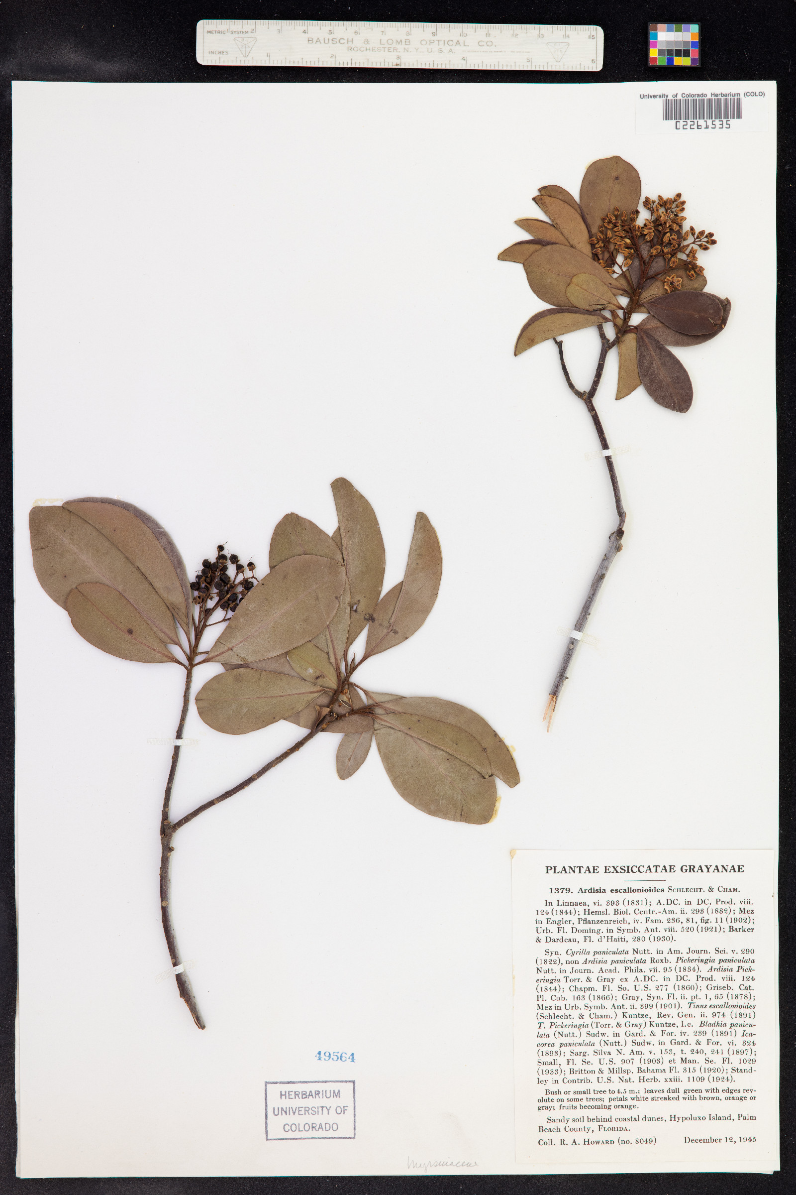 Ardisia escallonioides image