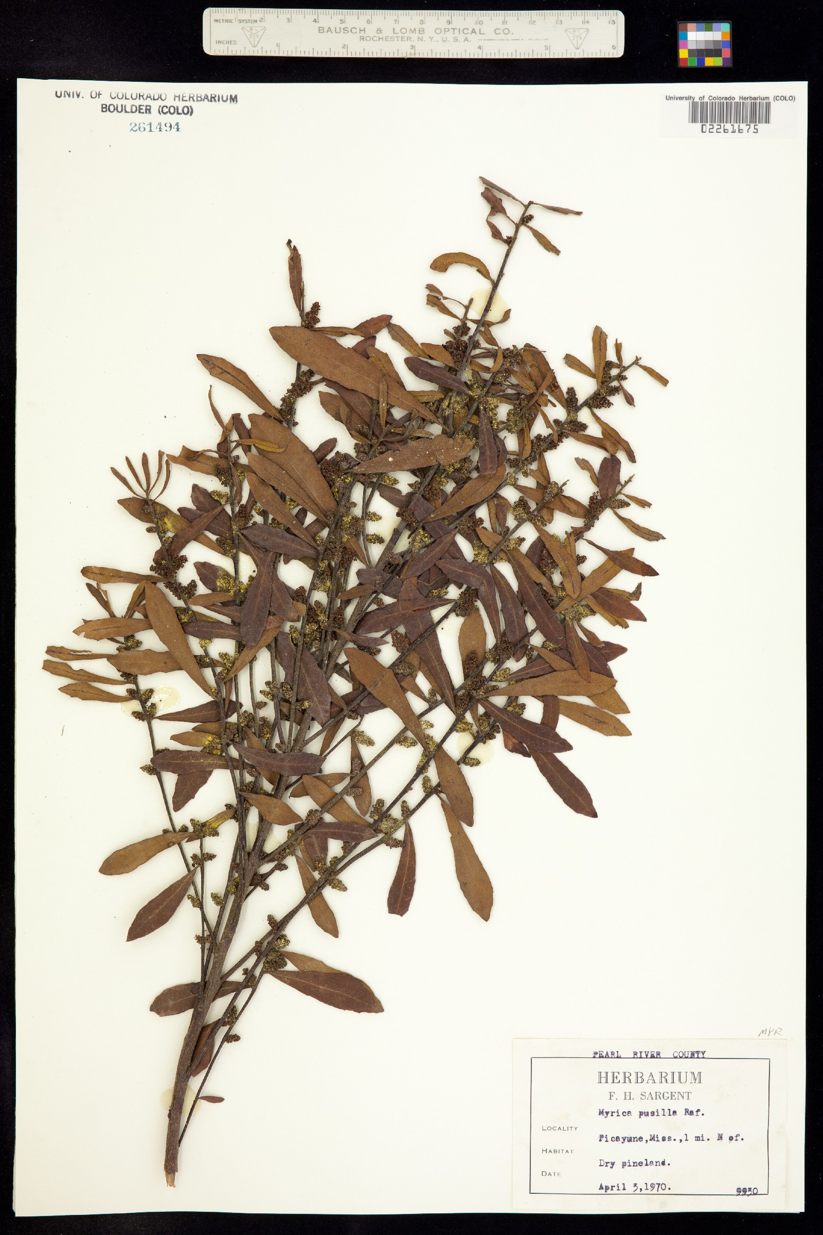 Morella cerifera image