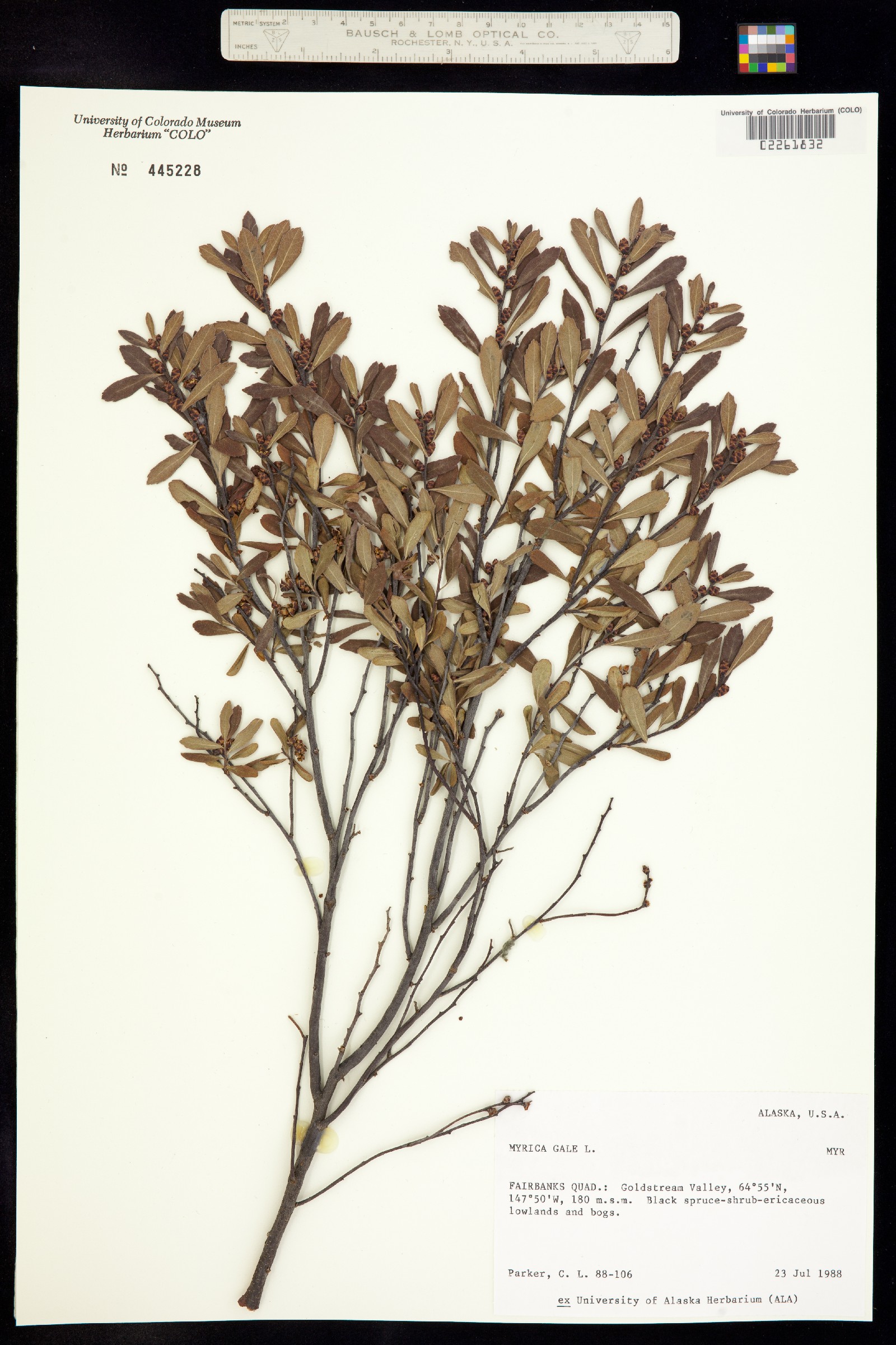 Myrica image