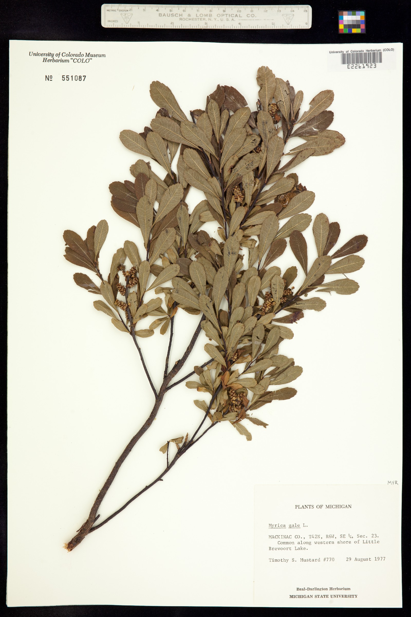 Myrica gale image