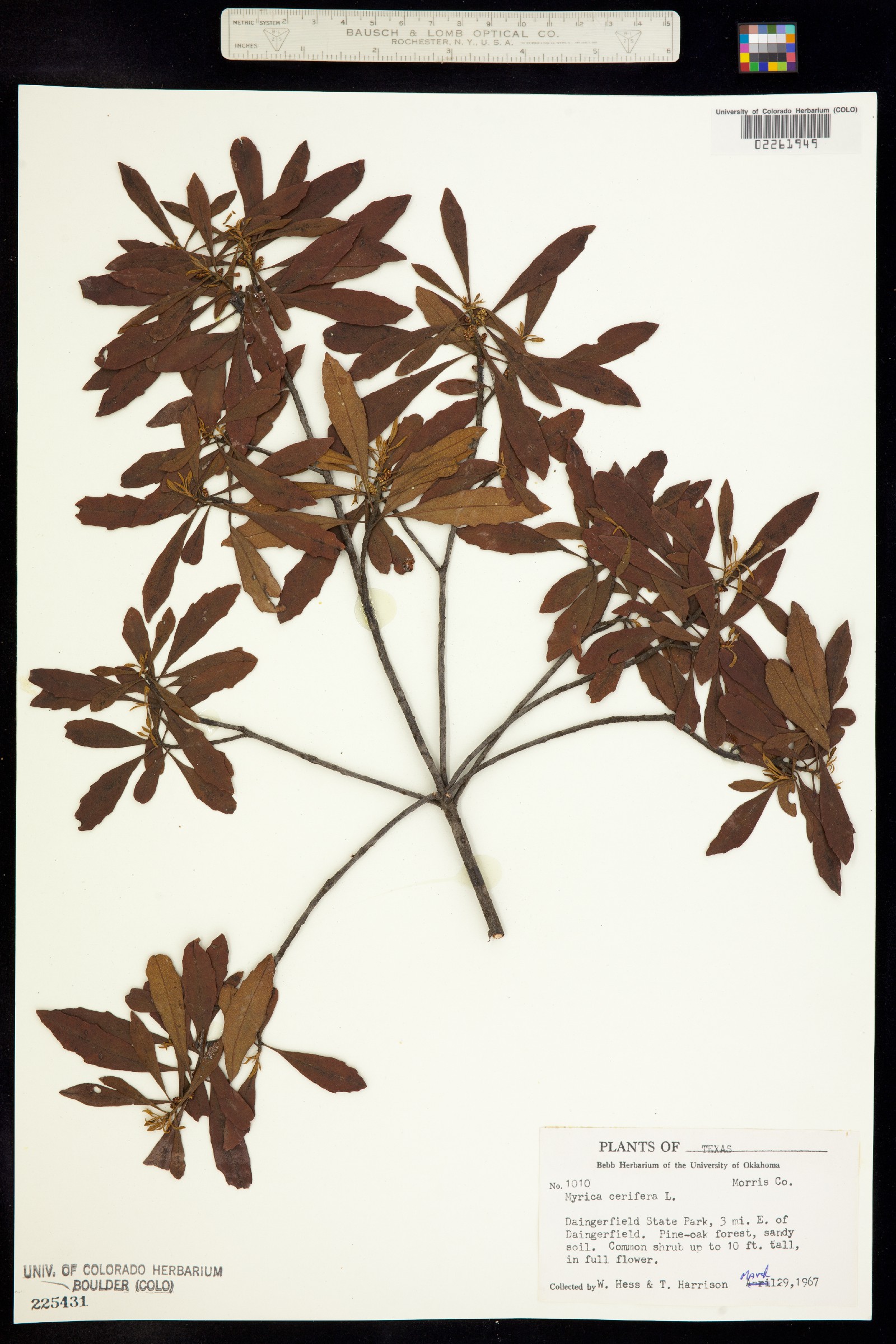 Morella cerifera image