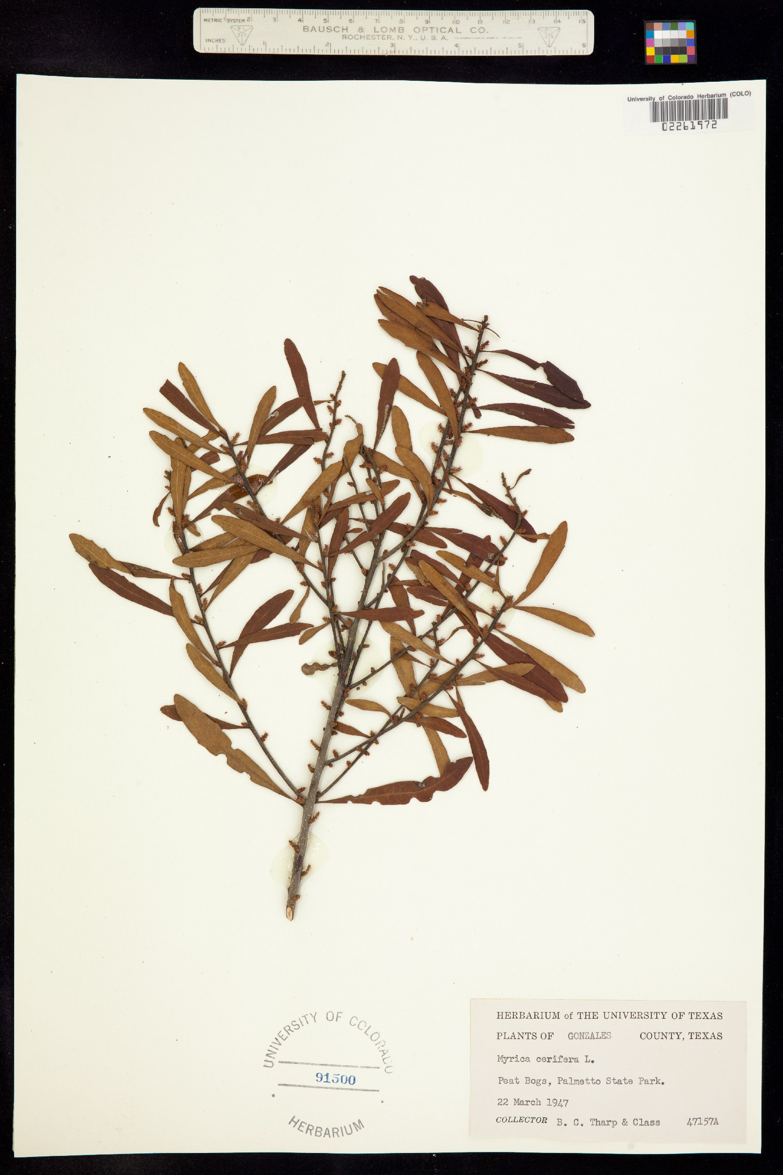 Morella cerifera image