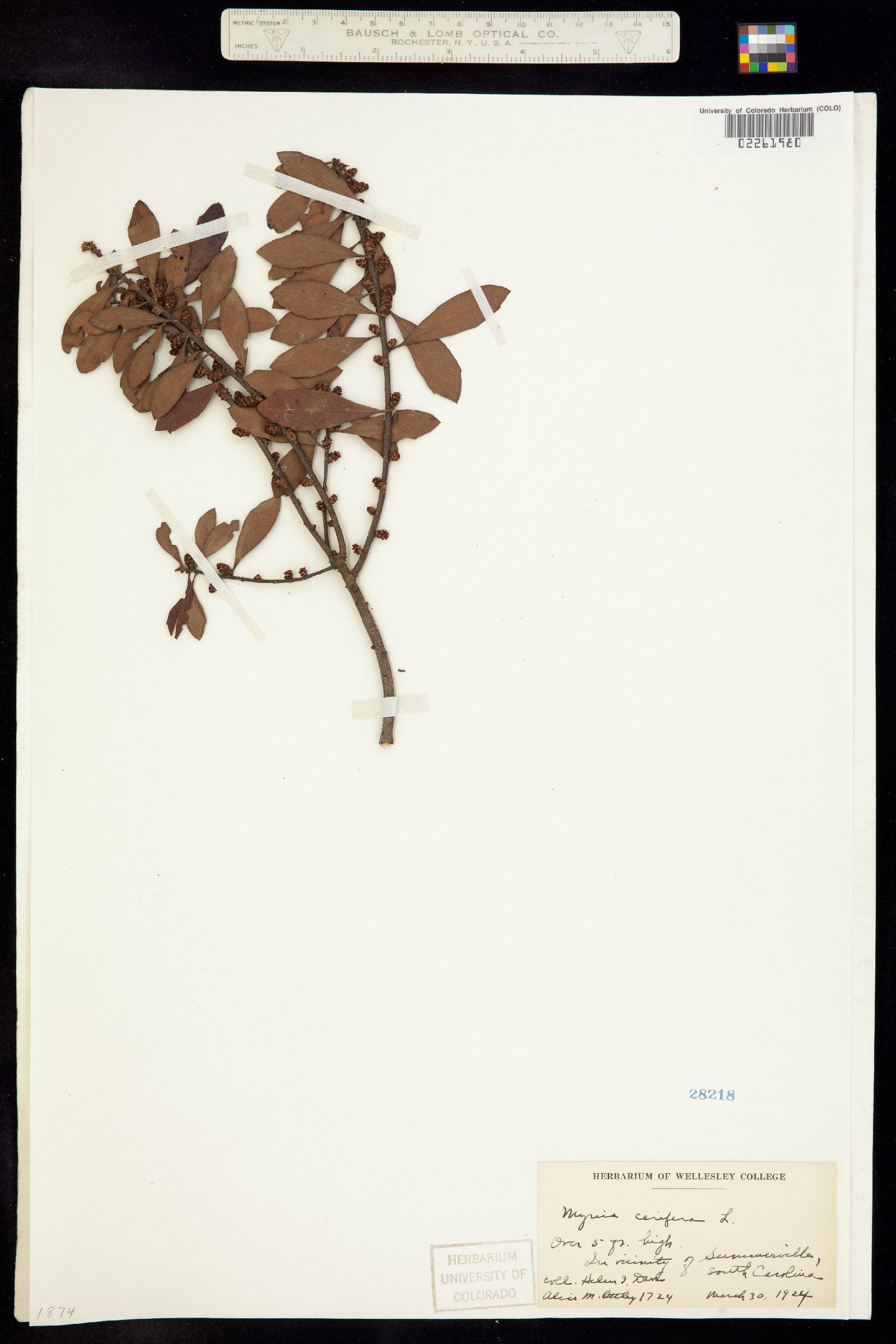 Morella cerifera image