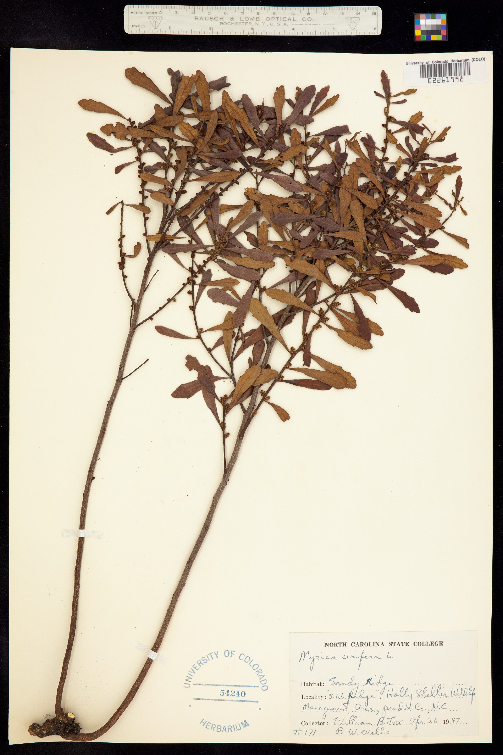 Myricaceae image