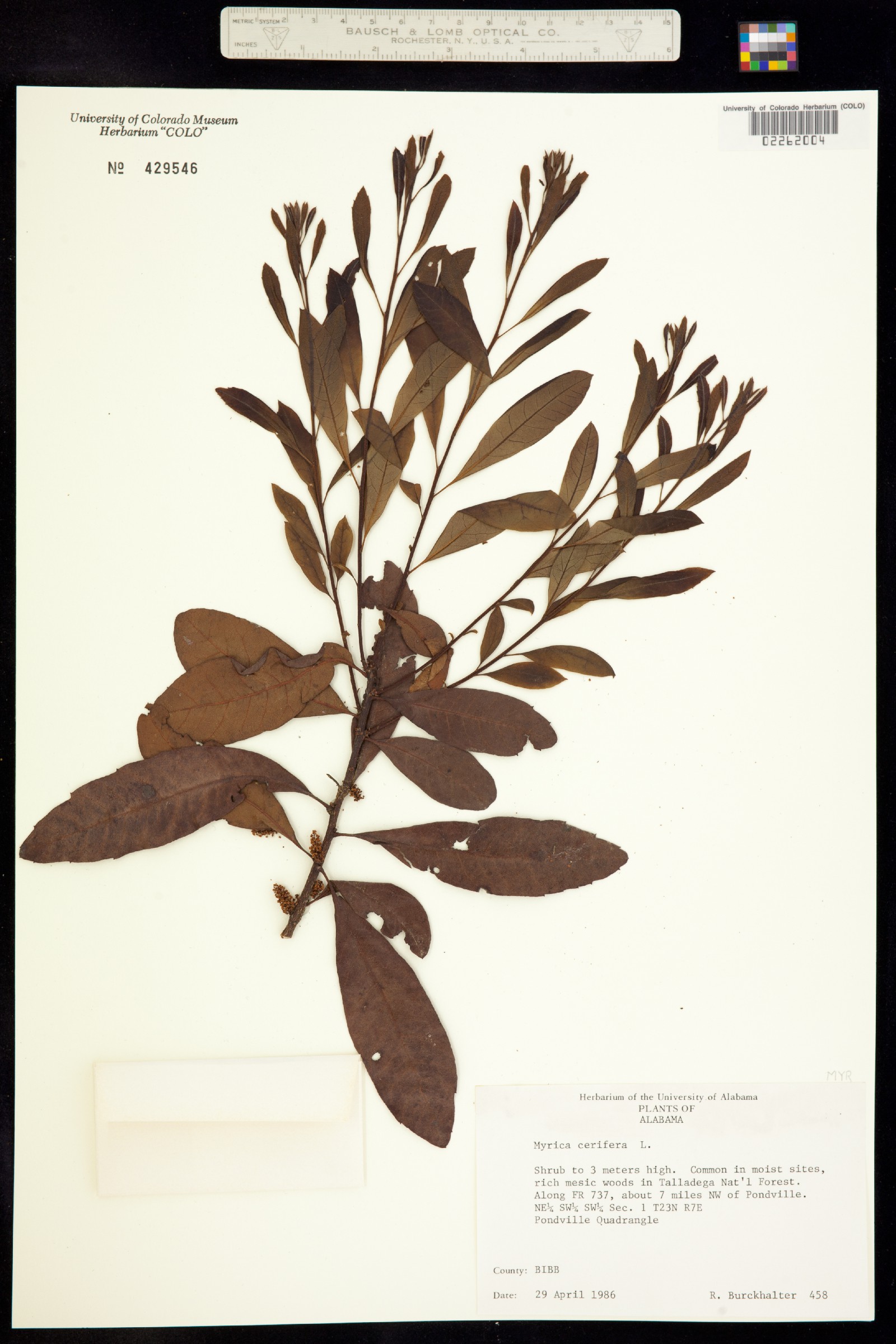 Morella cerifera image