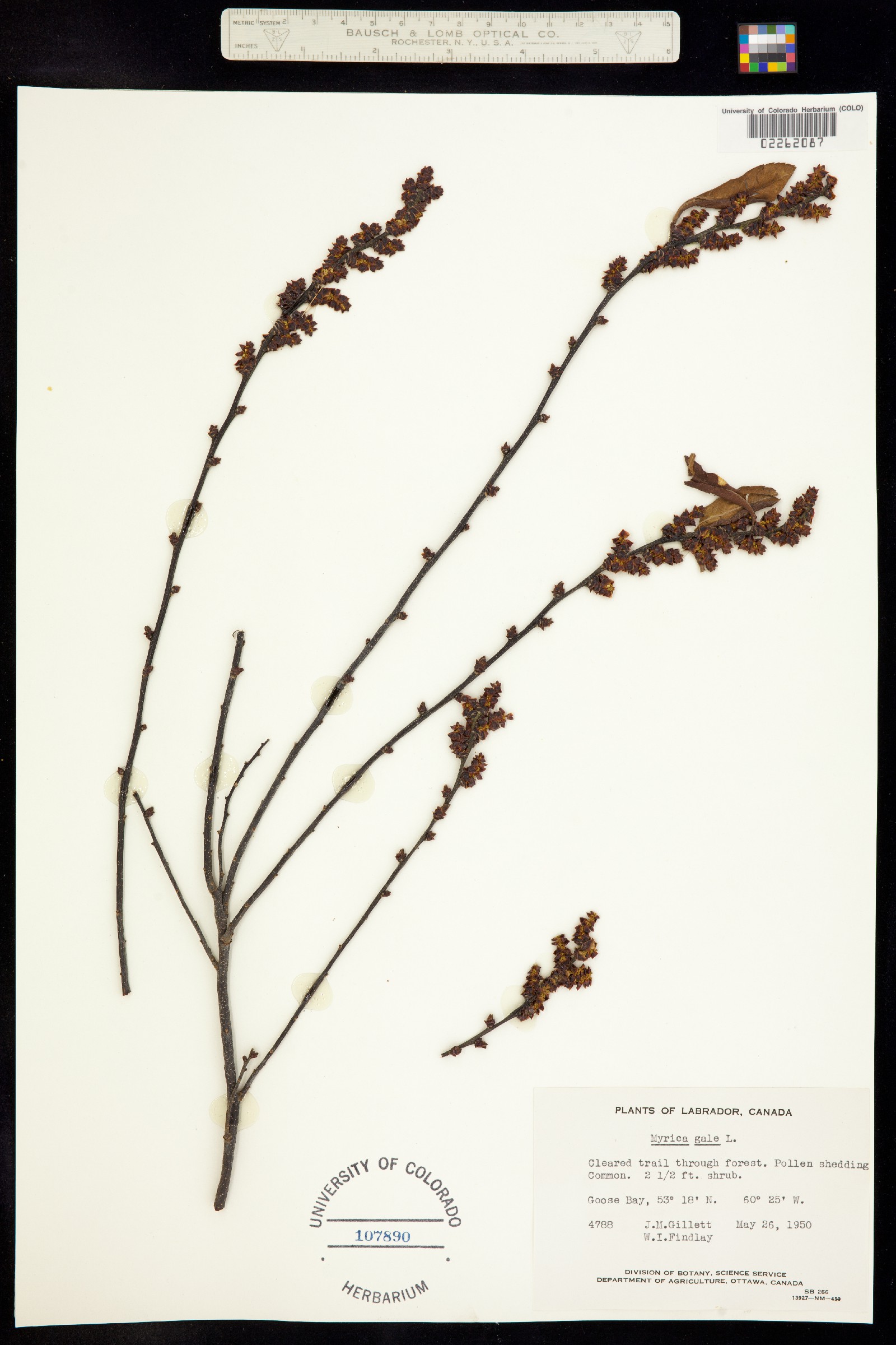 Myrica gale image