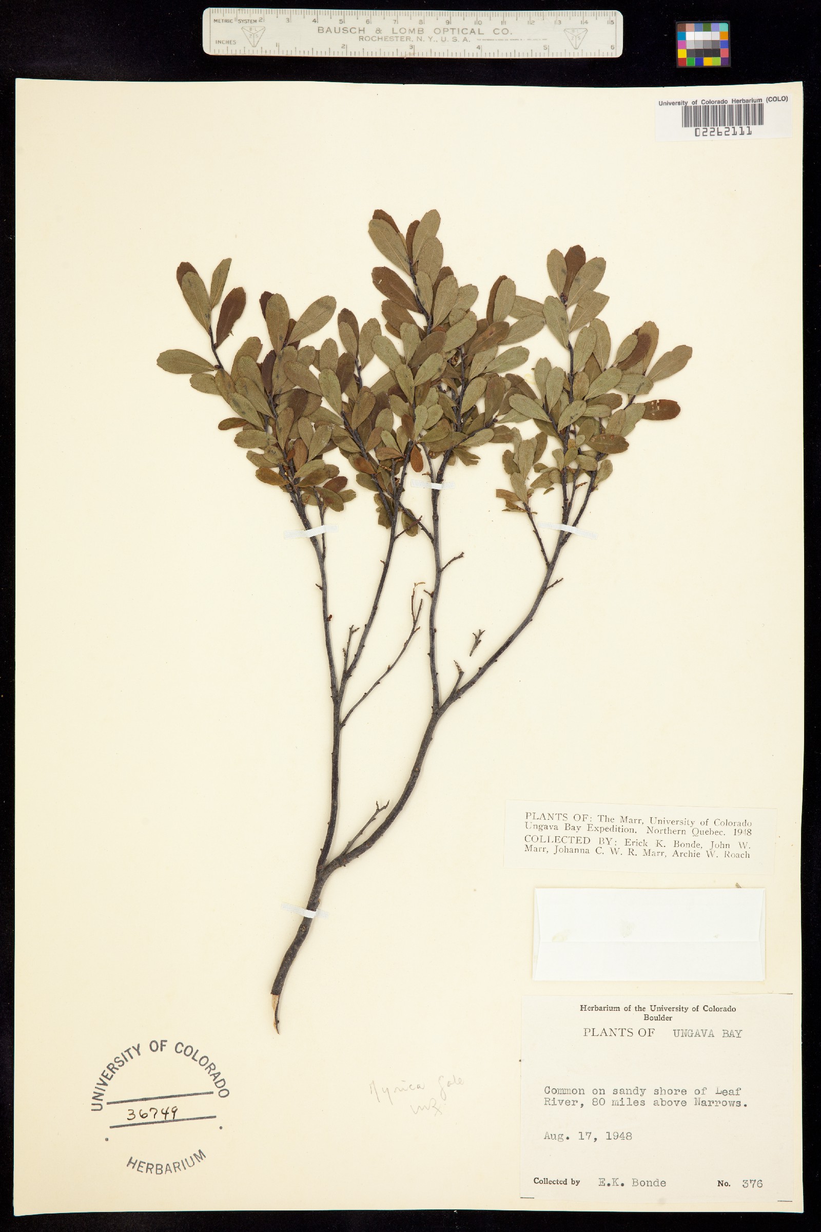 Myrica image