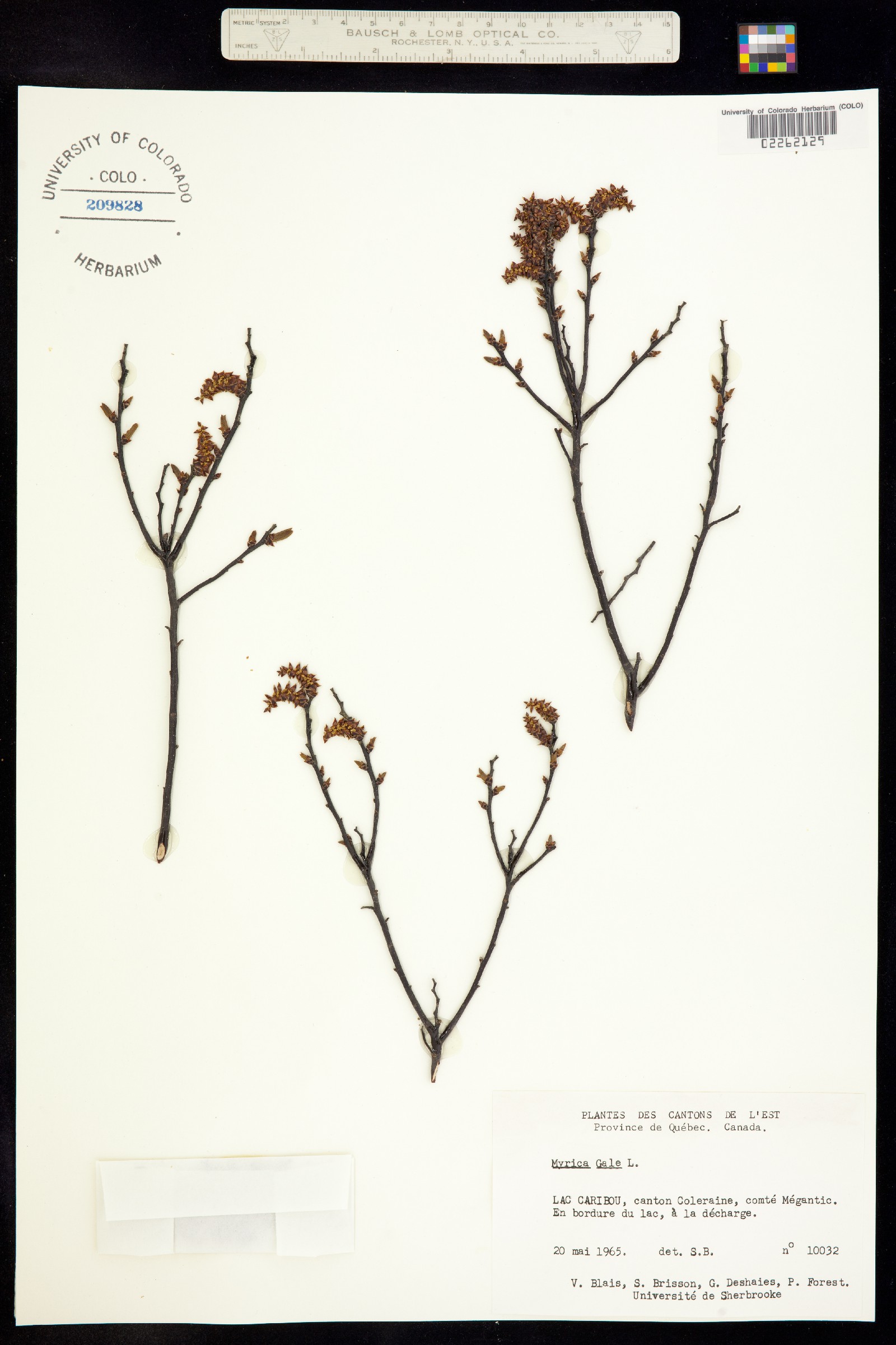 Myrica gale image