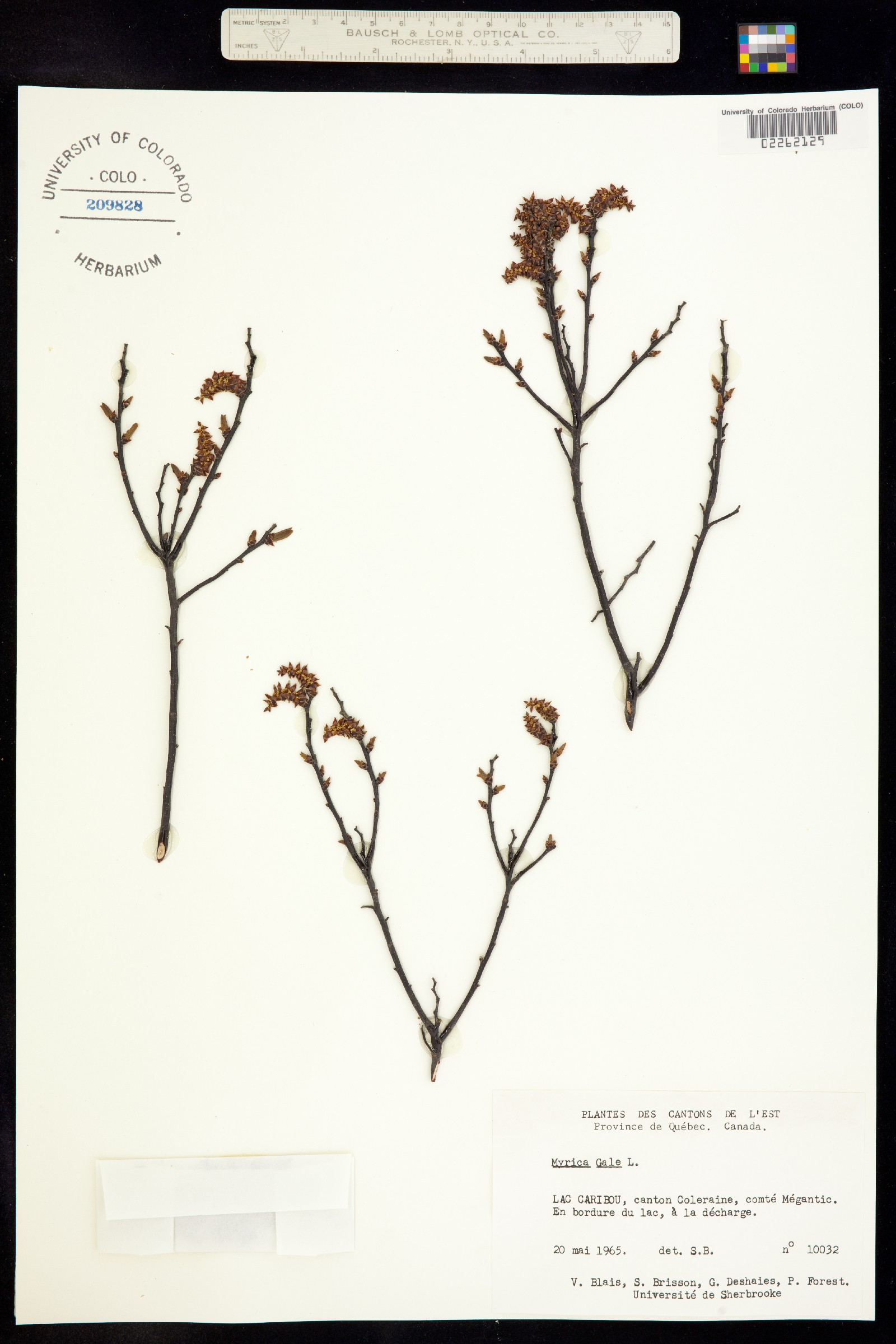 Myrica image