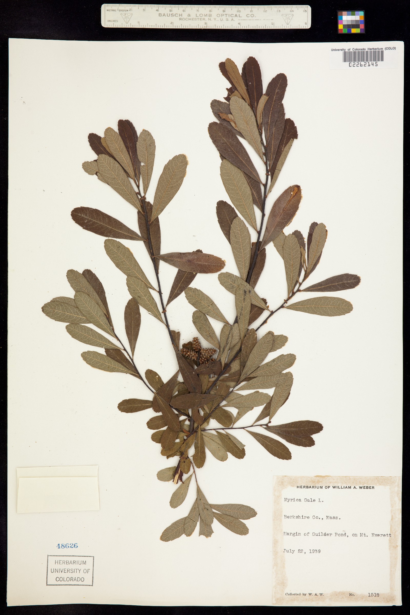 Myrica gale image