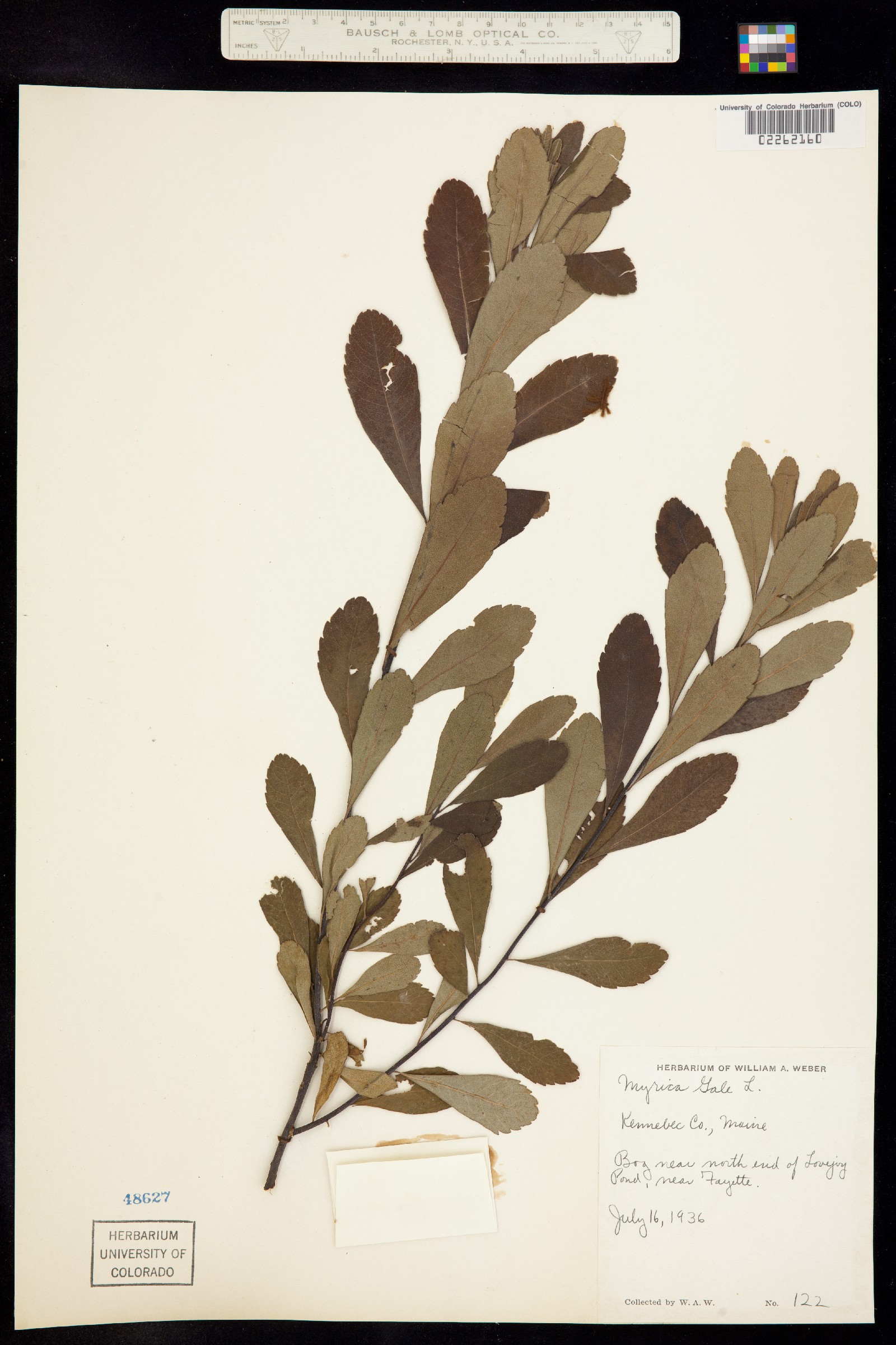 Myrica image
