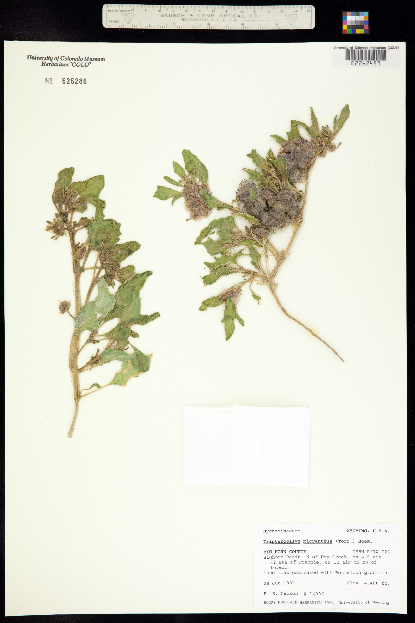 Tripterocalyx micranthus image