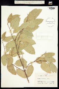 Eucalyptus tereticornis image