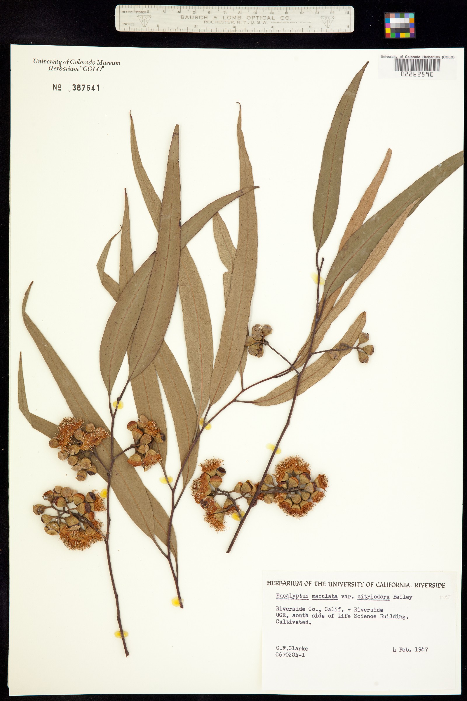 Eucalyptus maculata image