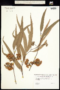 Image of Eucalyptus maculata