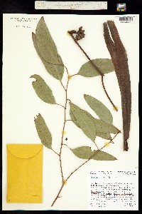 Image of Eucalyptus cladocalyx