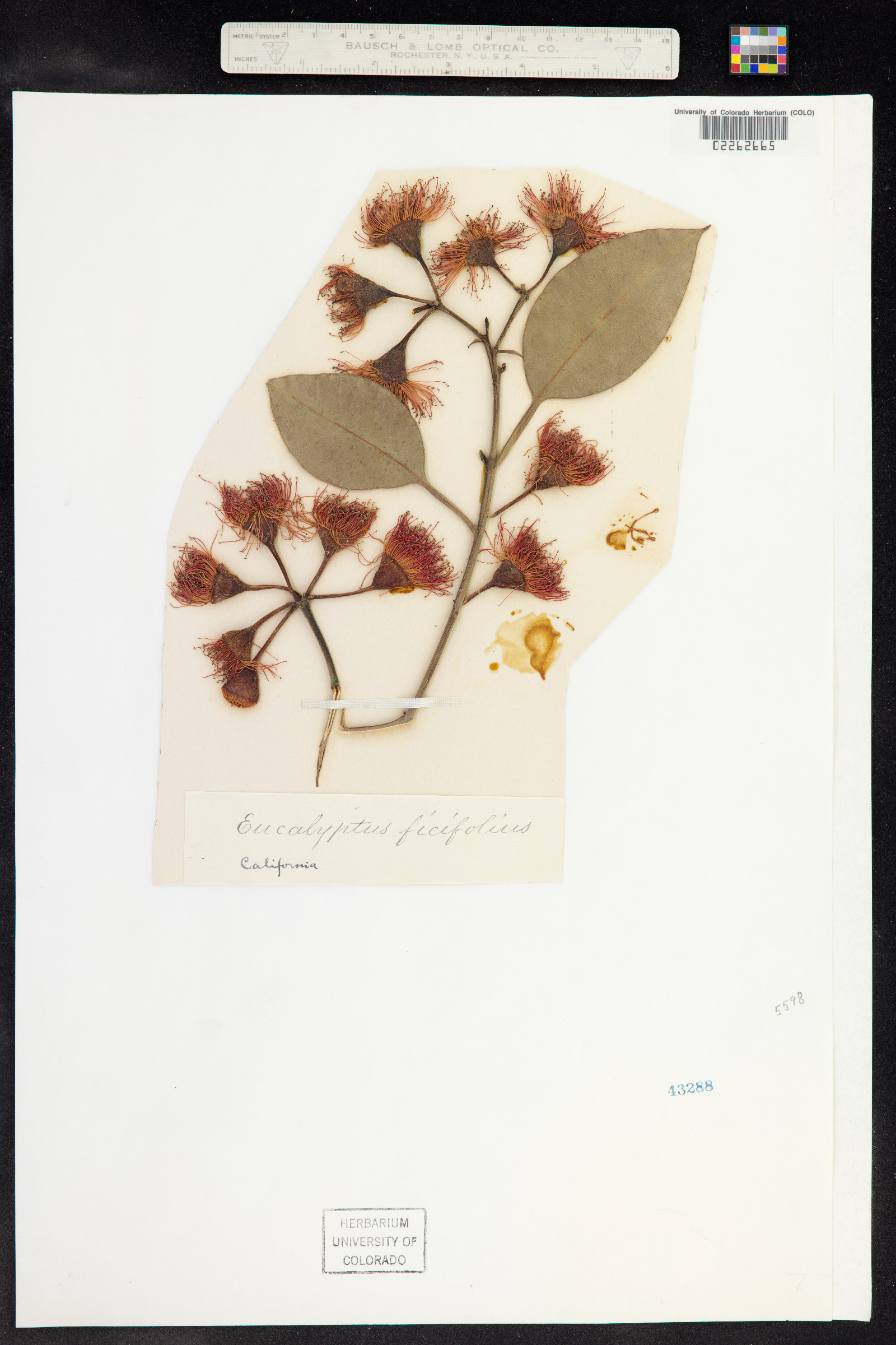 Corymbia ficifolia image