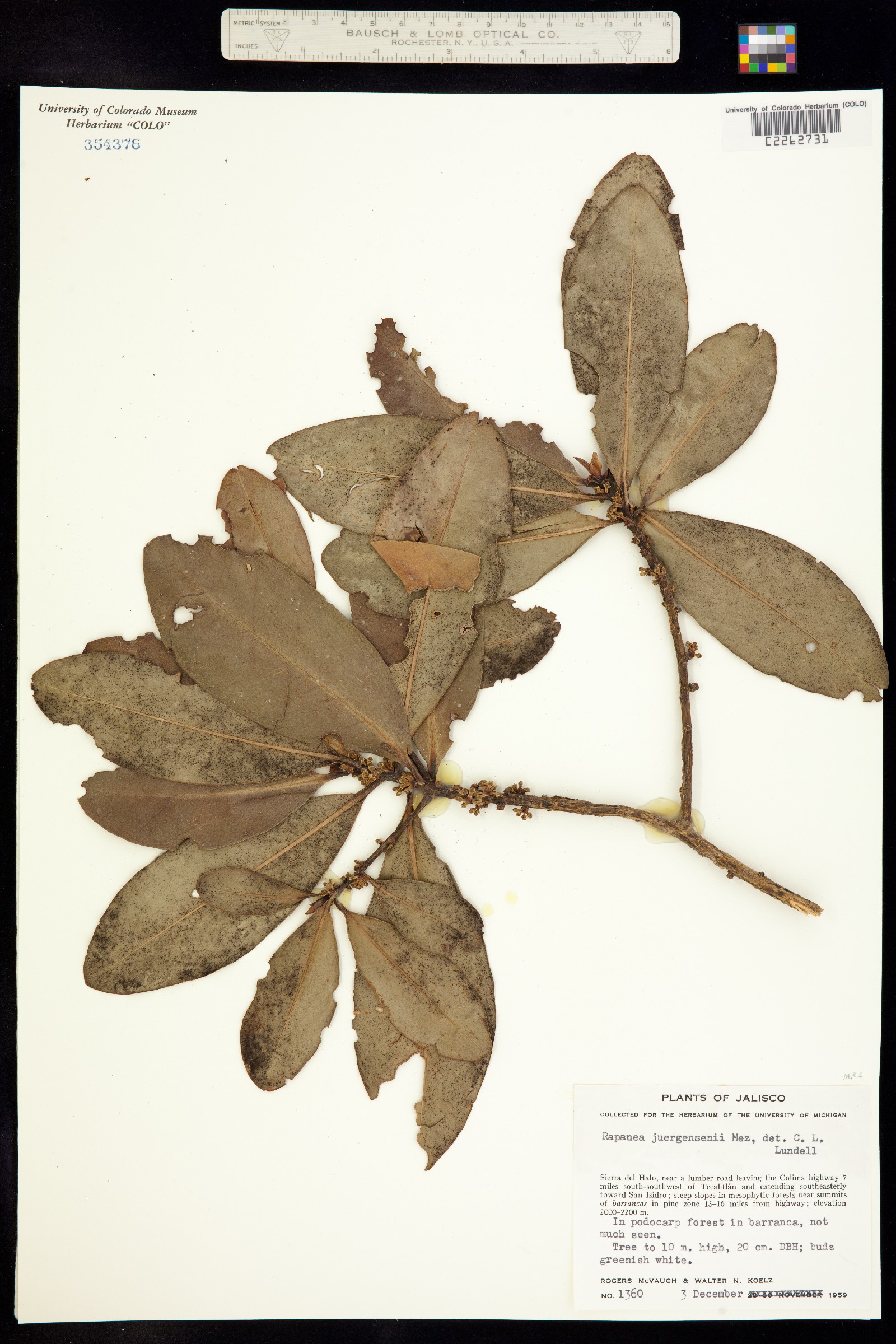 Myrsine juergensenii image