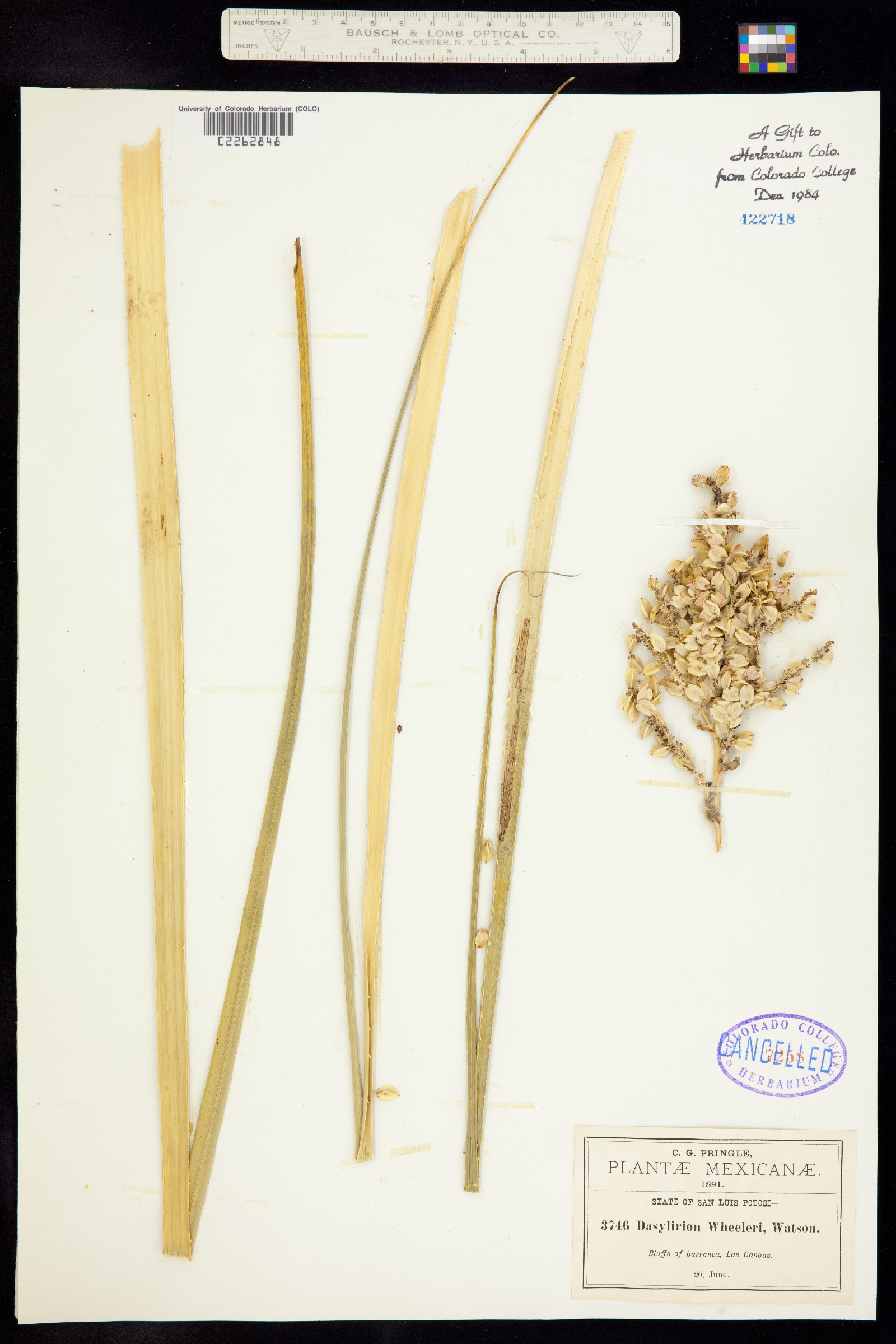 Dasylirion wheeleri image