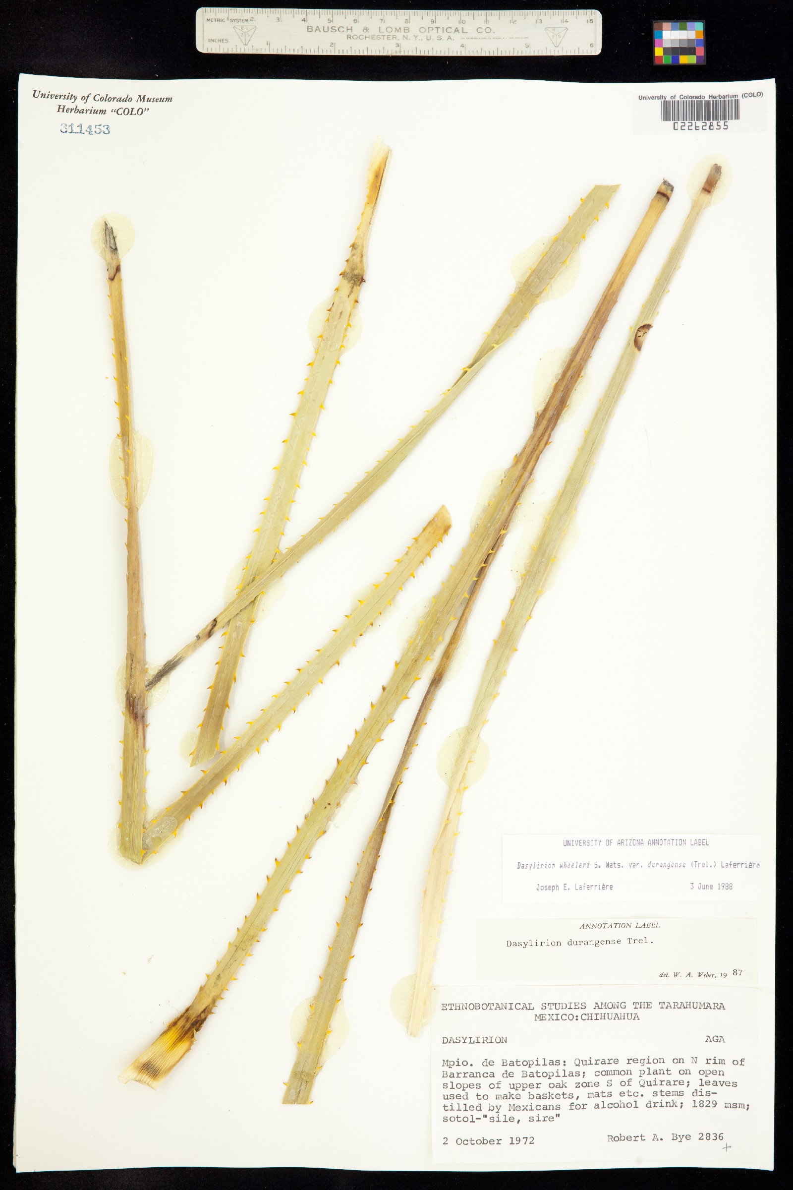 Dasylirion wheeleri image