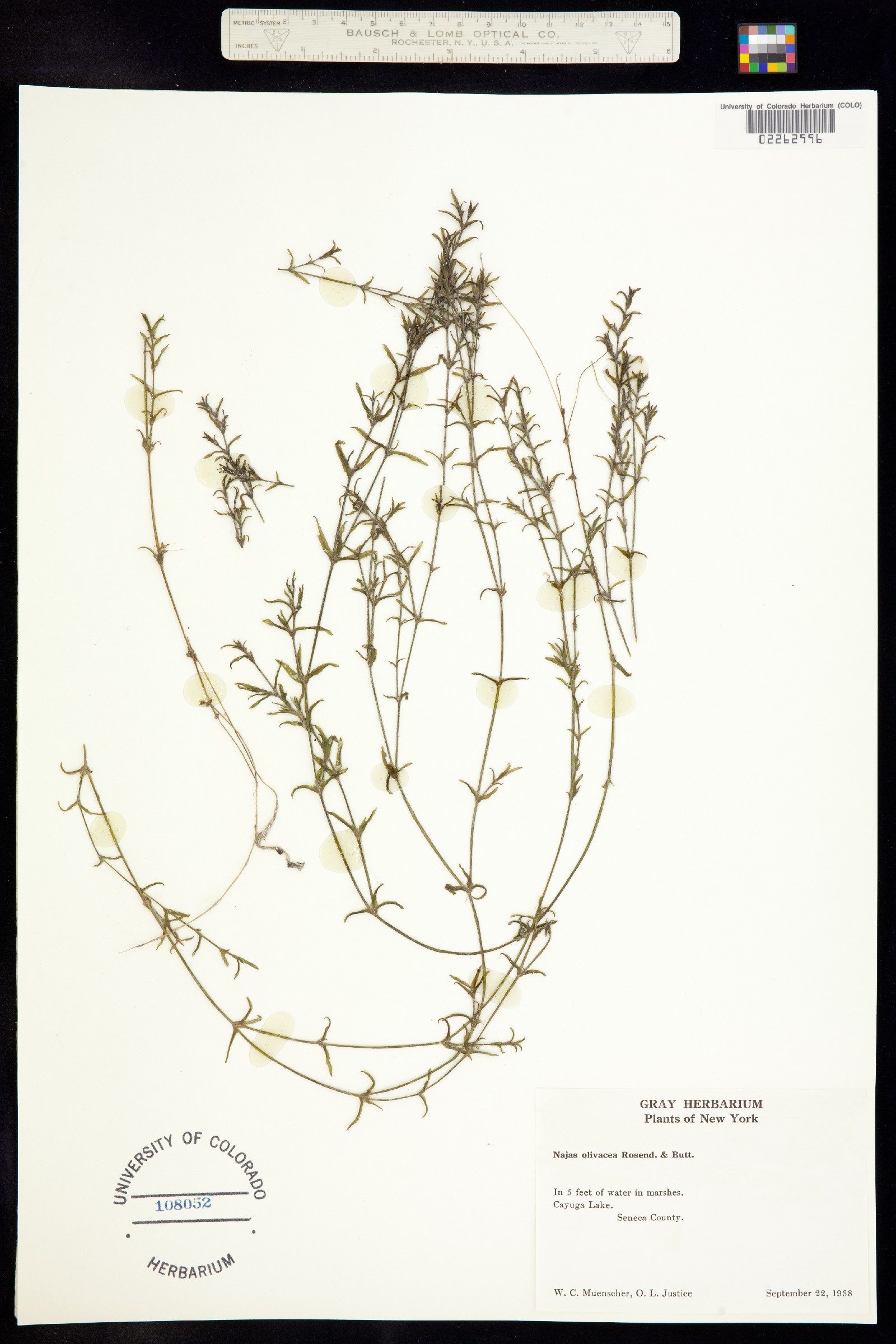 Najas guadalupensis ssp. olivacea image