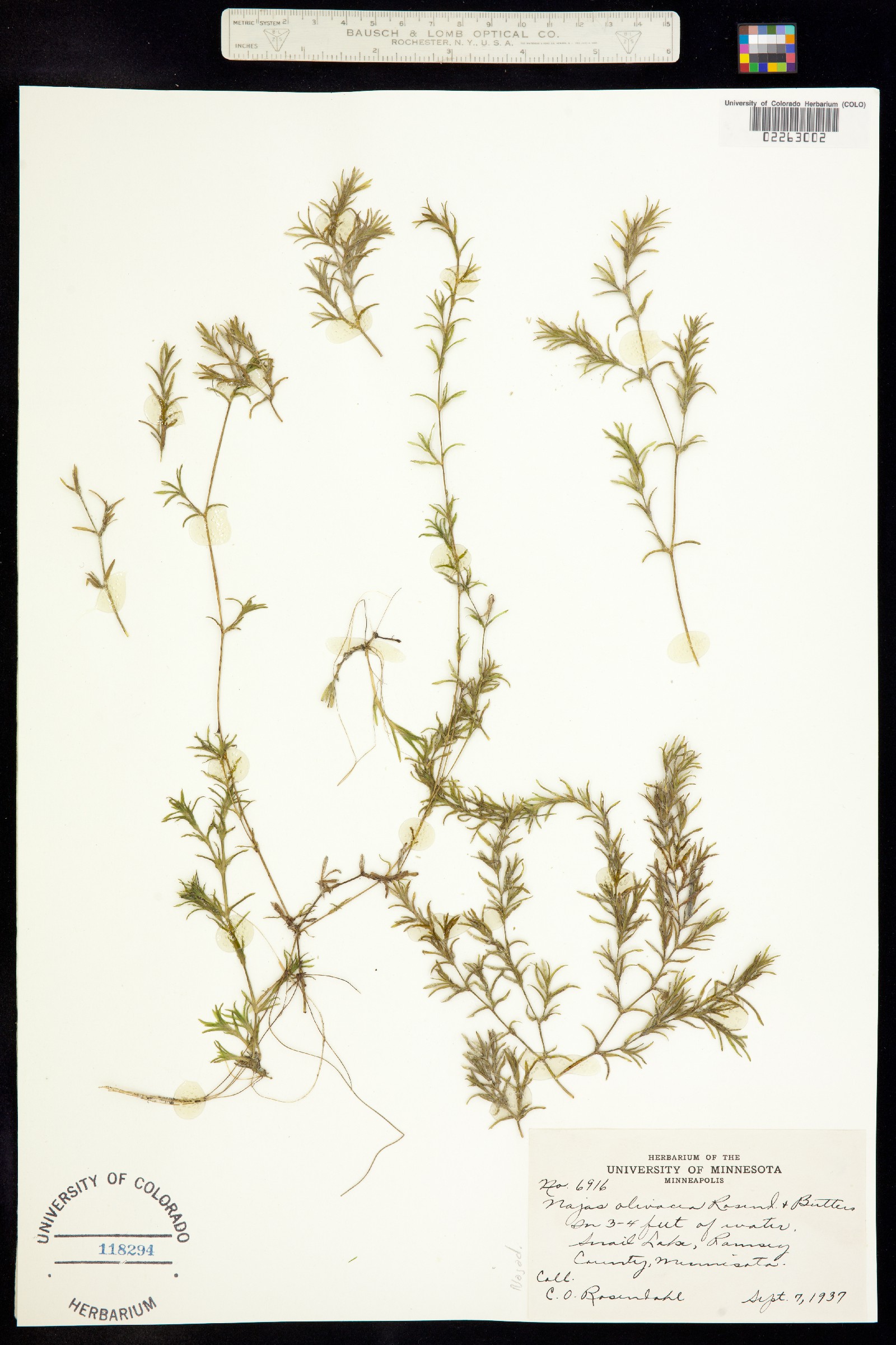 Najas guadalupensis ssp. olivacea image