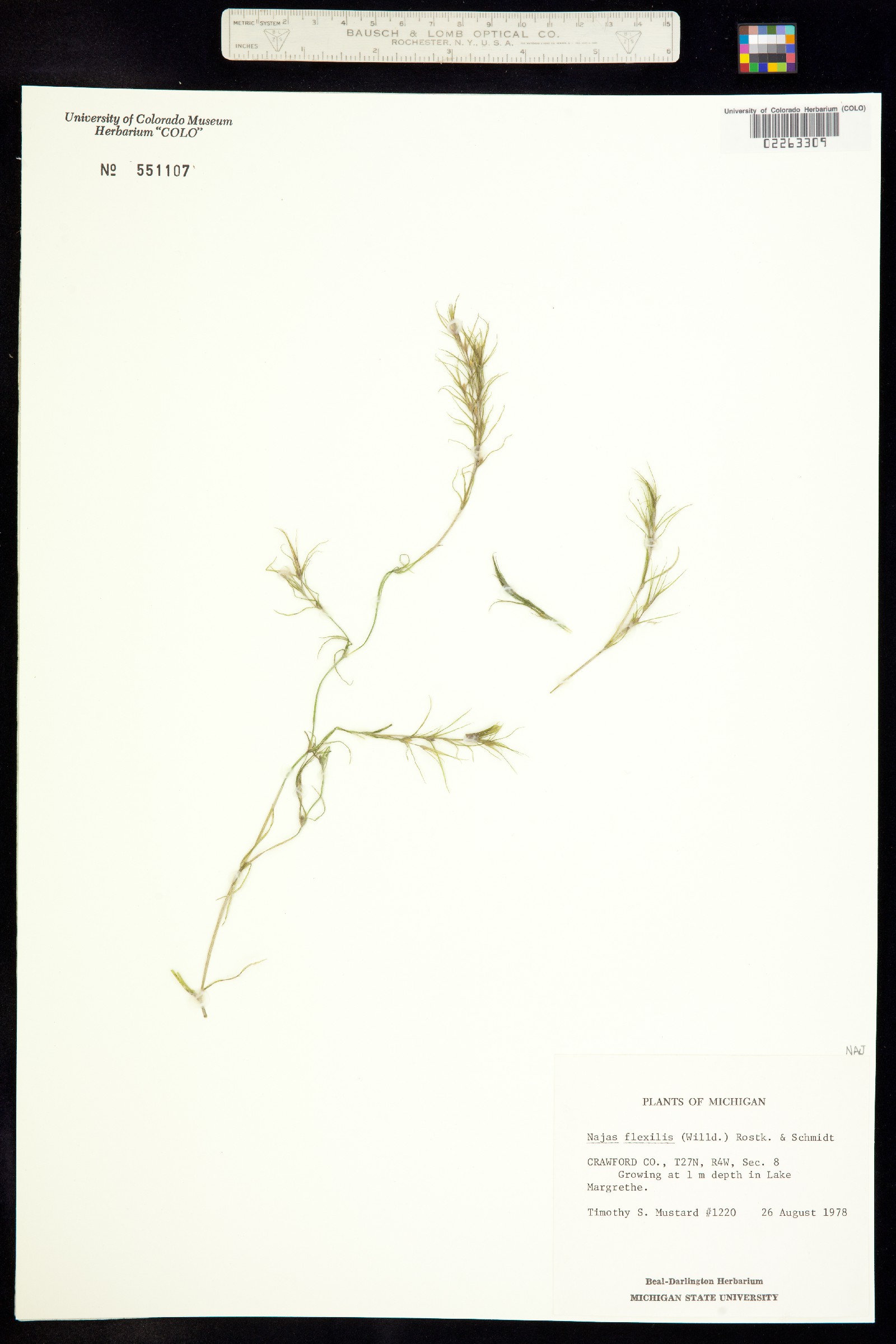 Najadaceae image