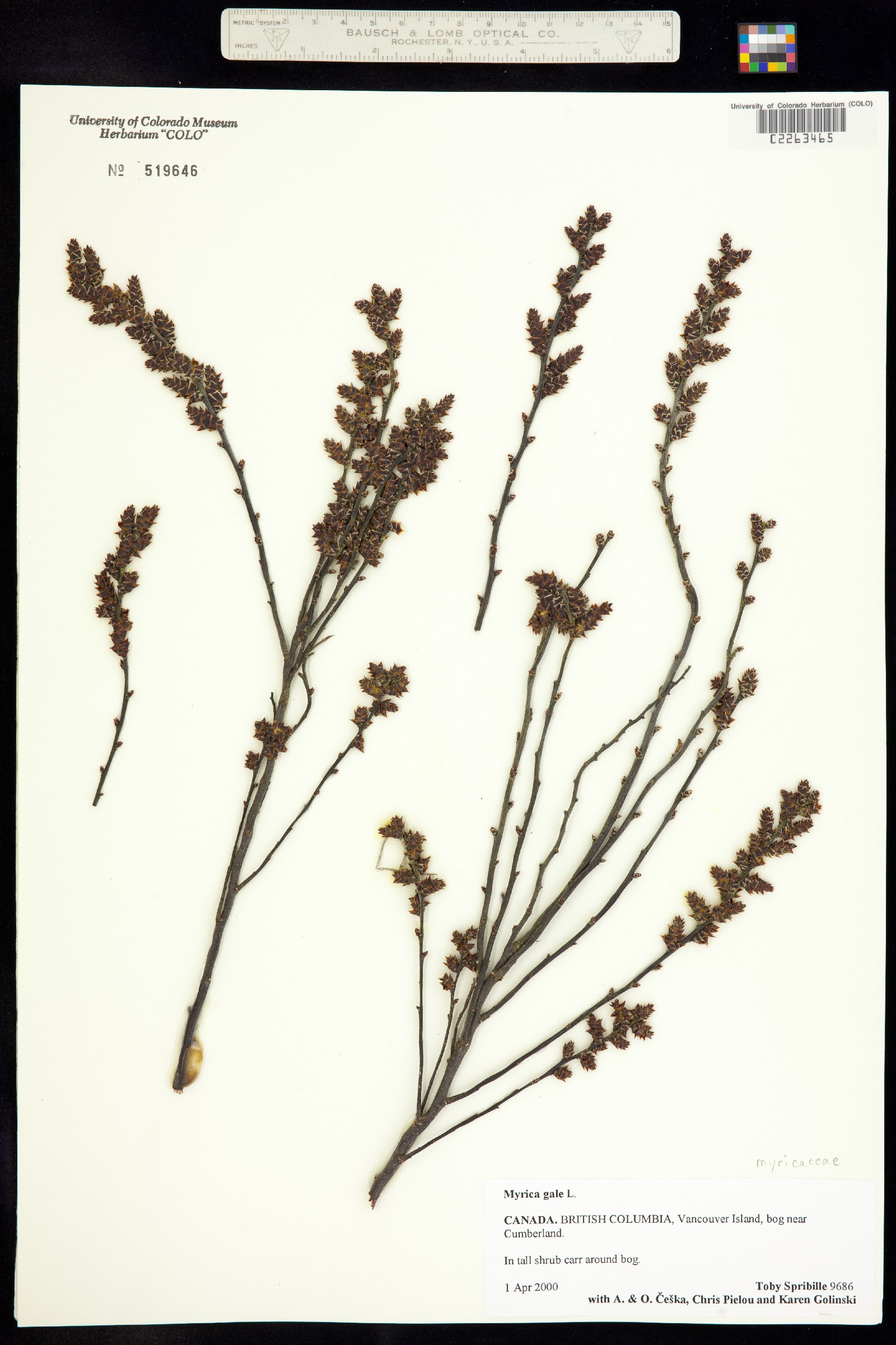 Myrica image