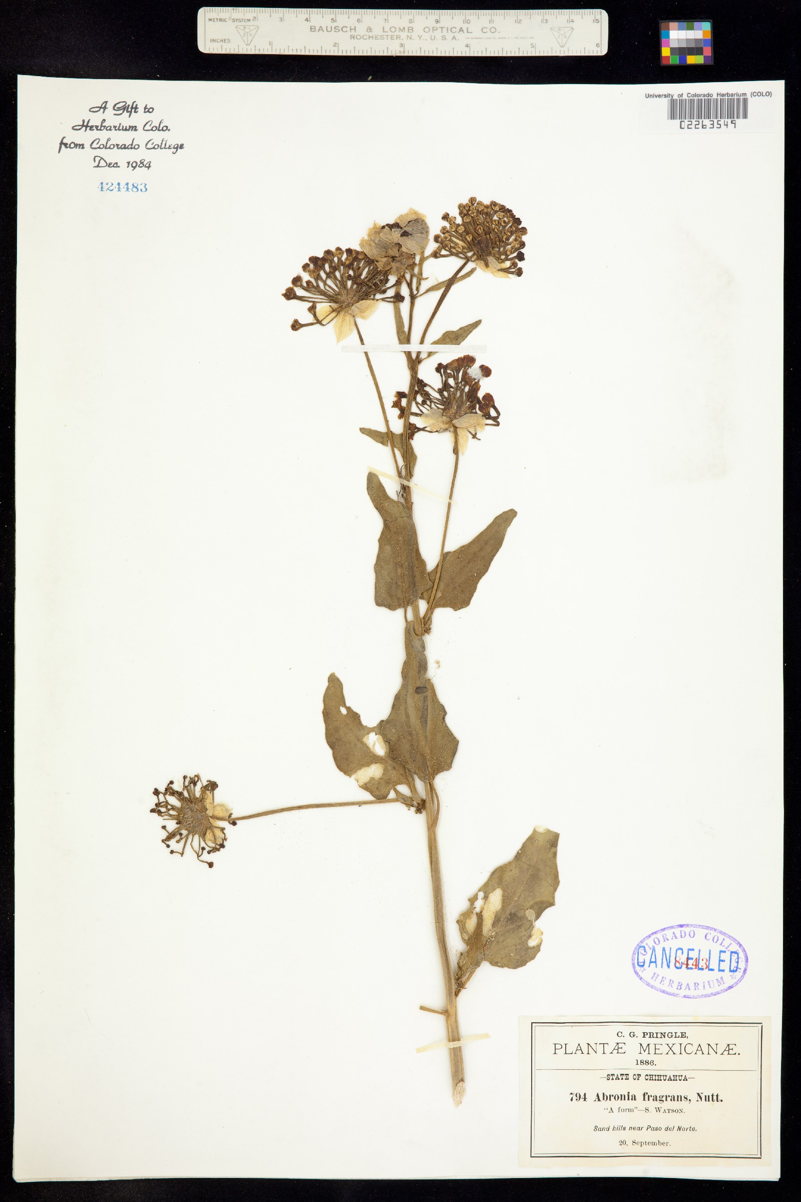 Abronia fragrans image