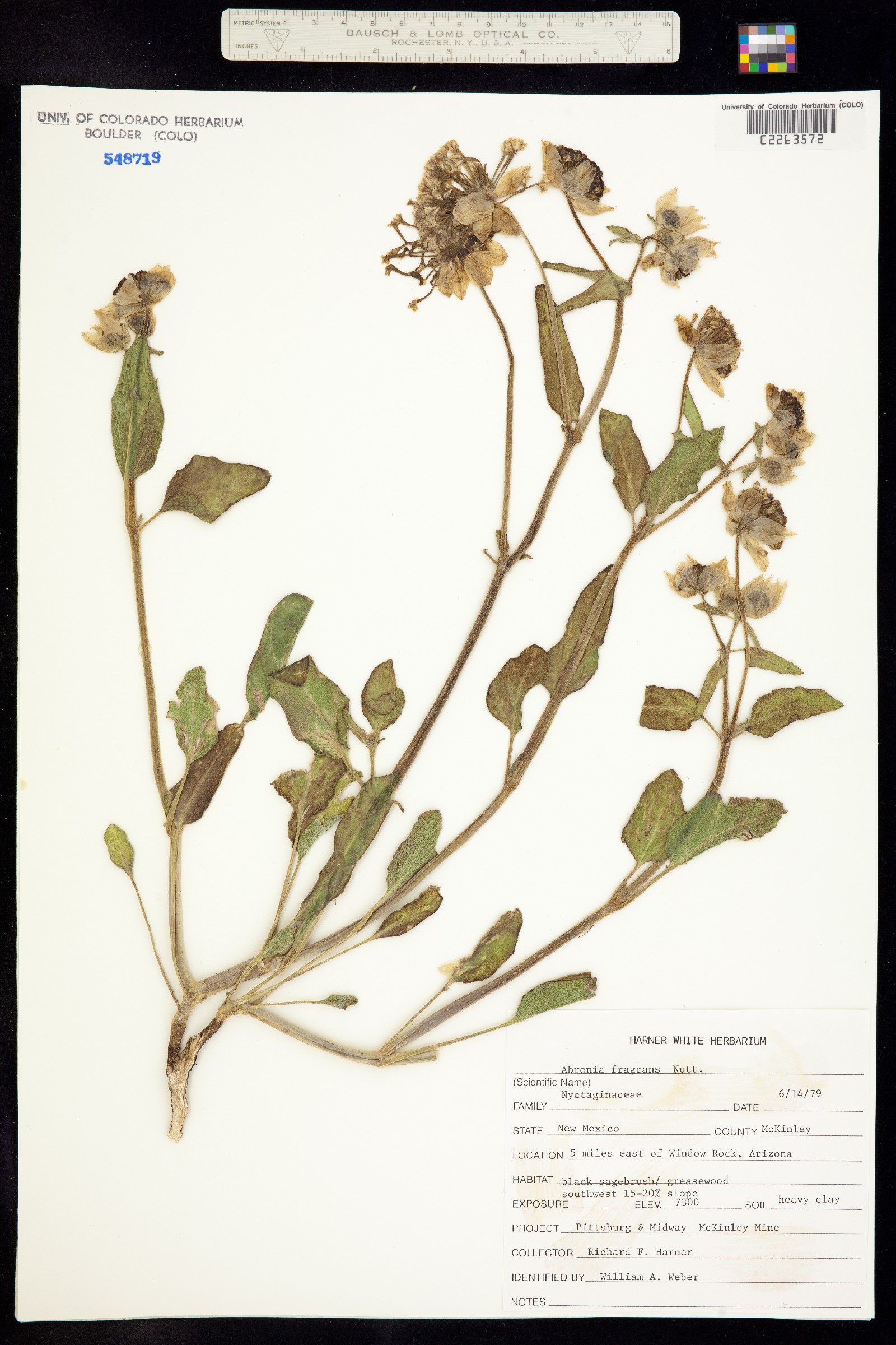 Abronia fragrans image