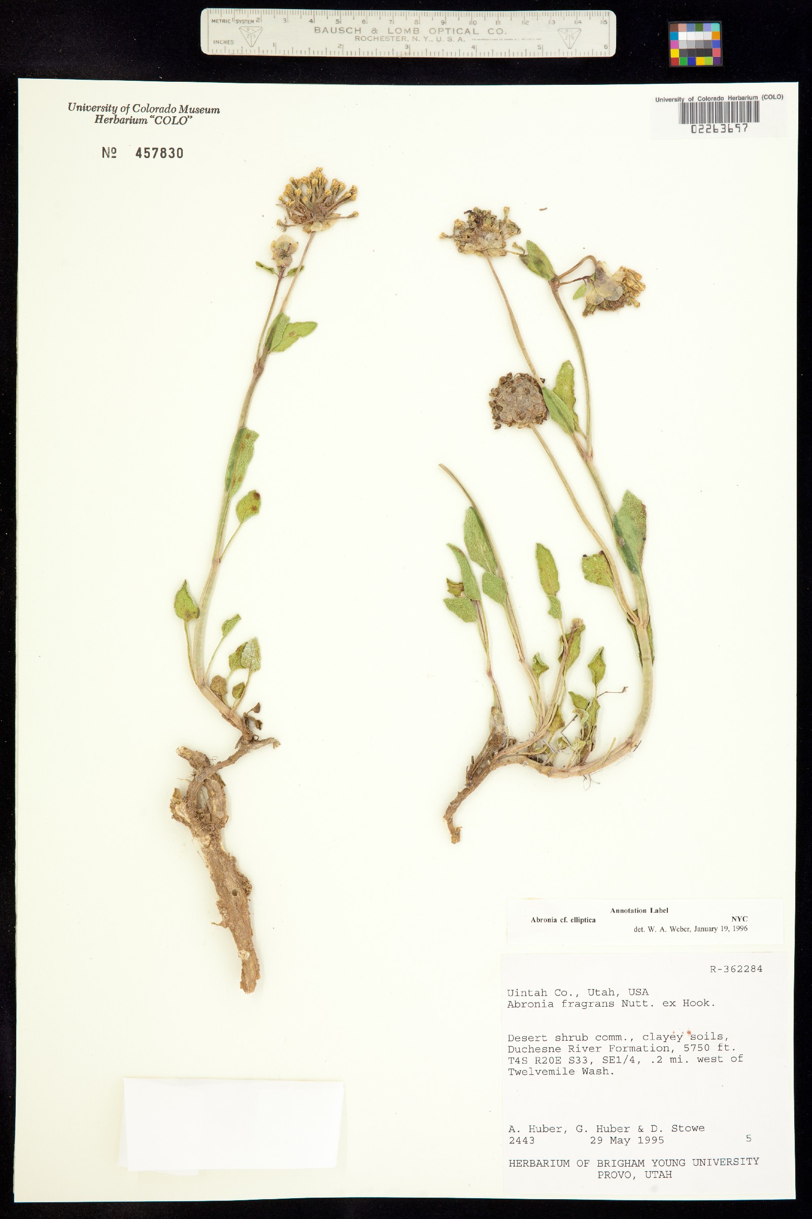Abronia elliptica image
