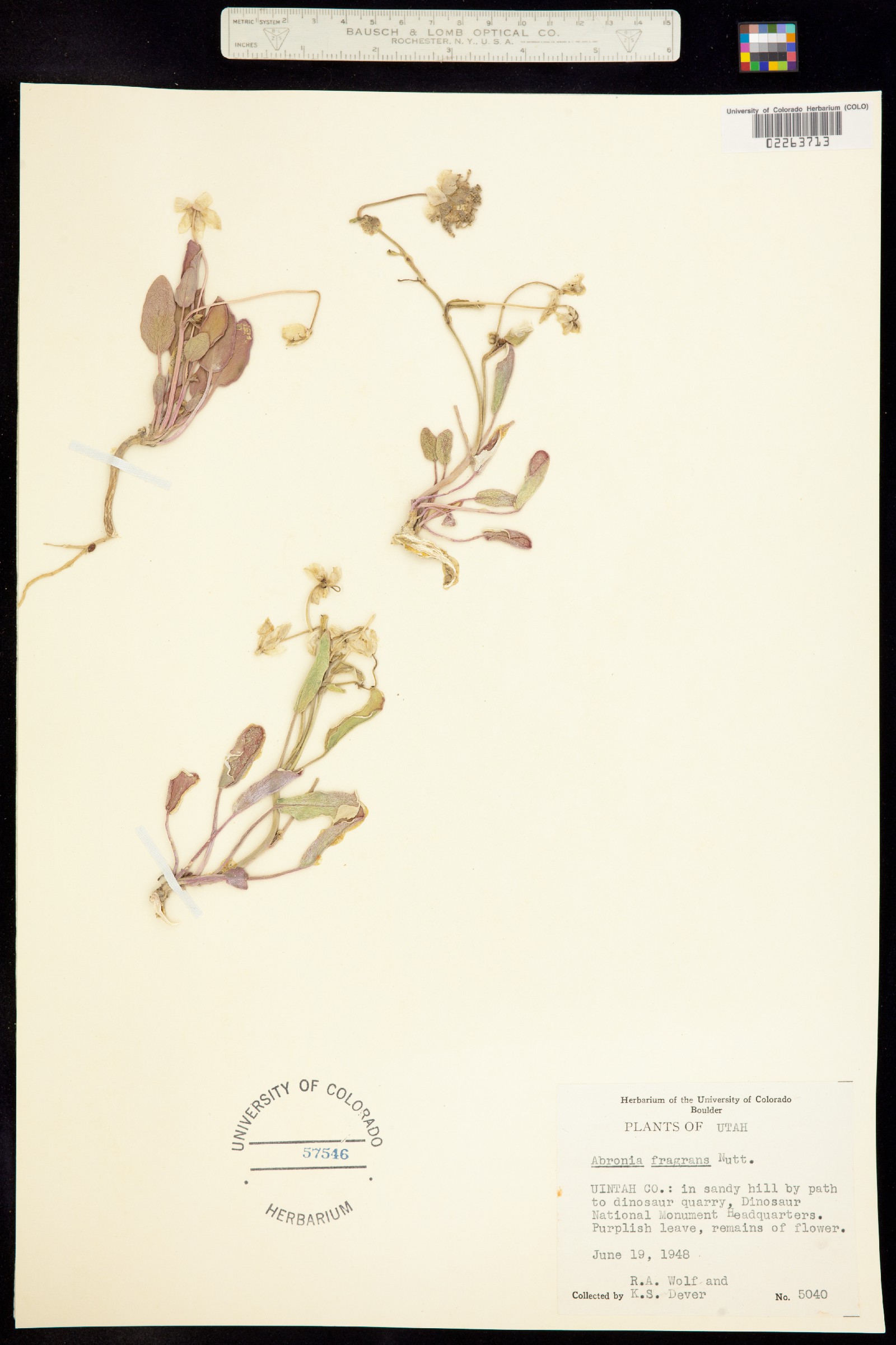 Abronia elliptica image