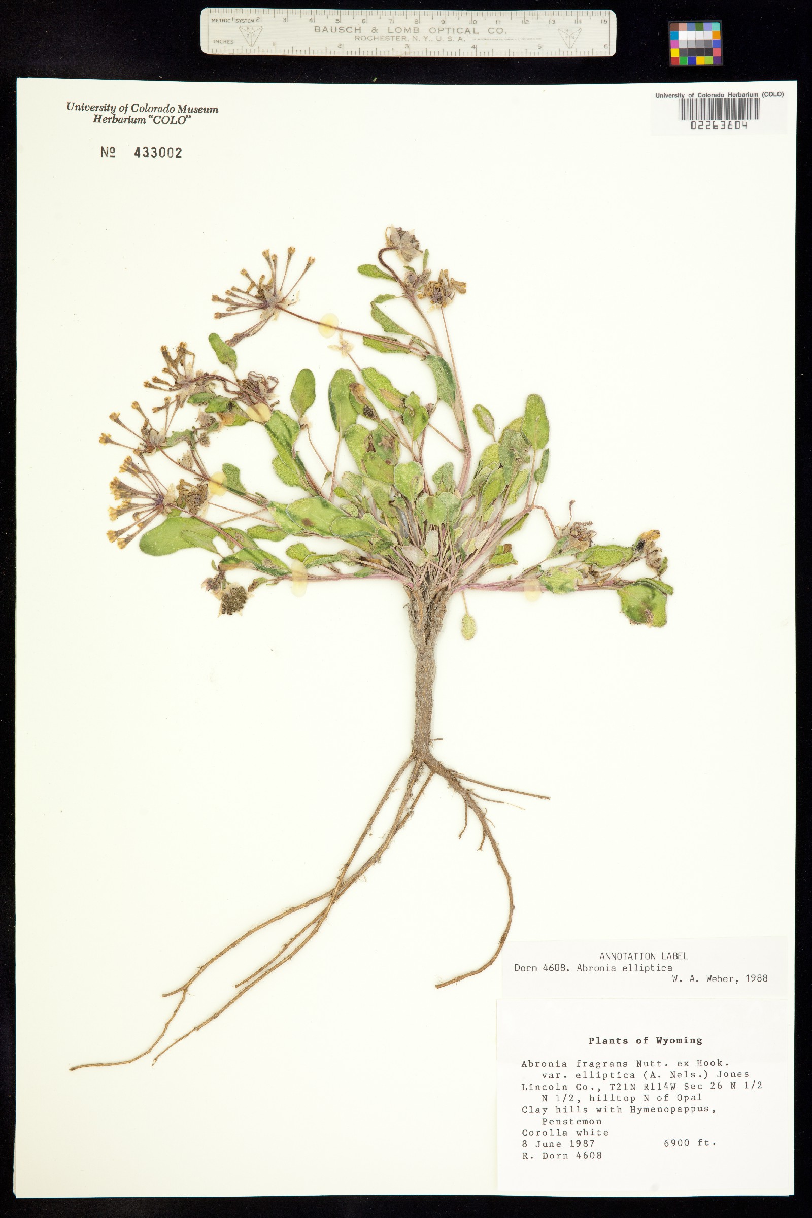 Abronia elliptica image