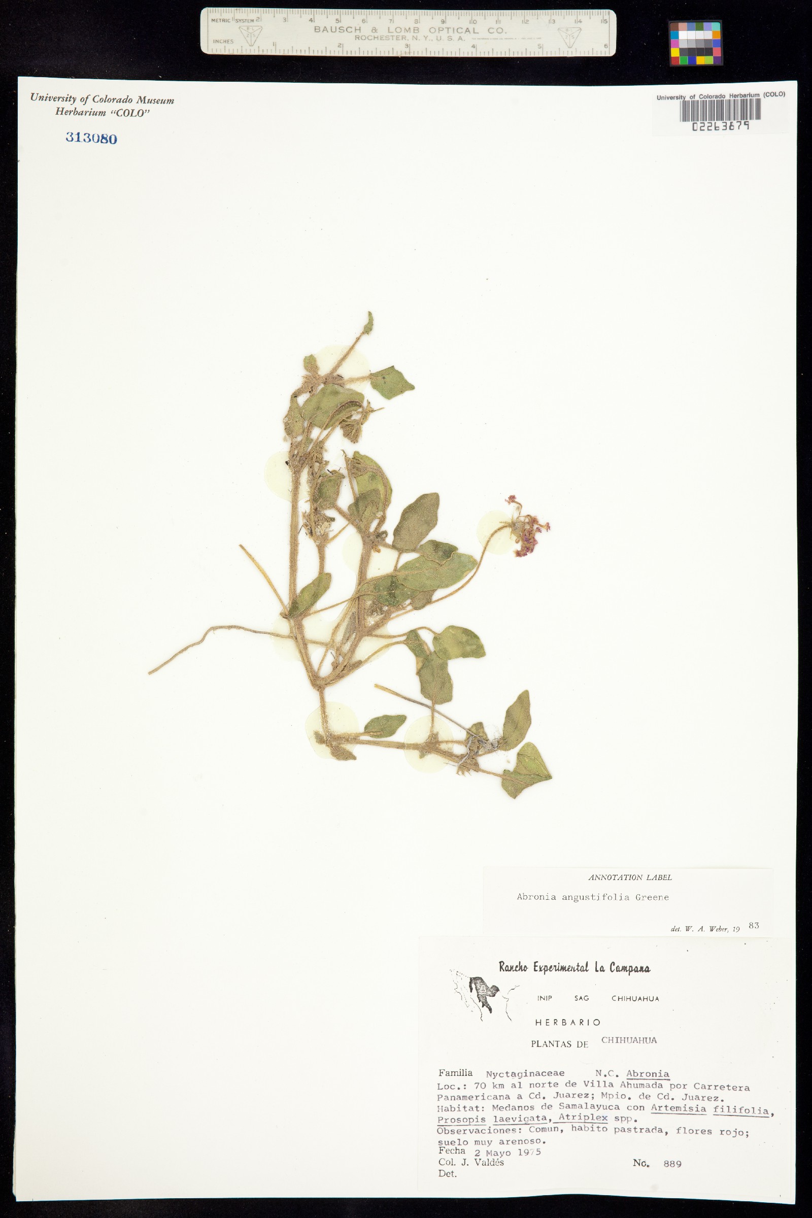 Abronia angustifolia image