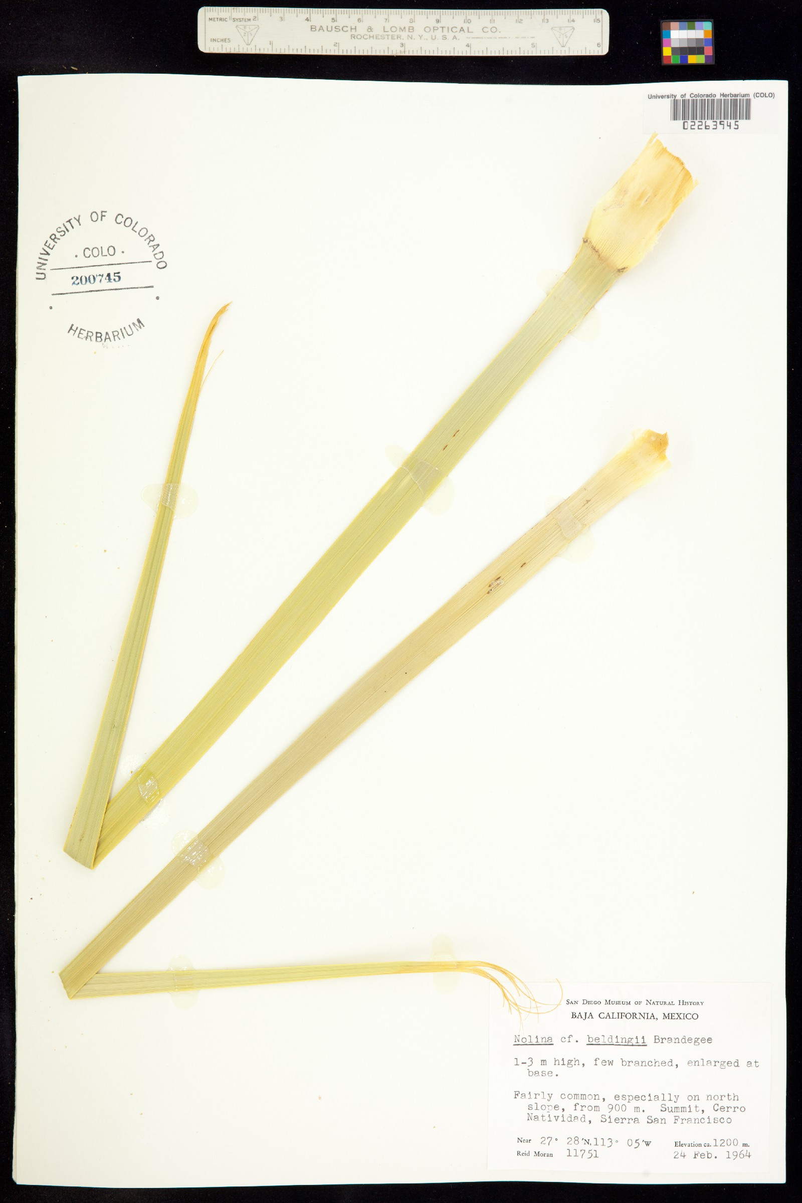 Nolina beldingii image
