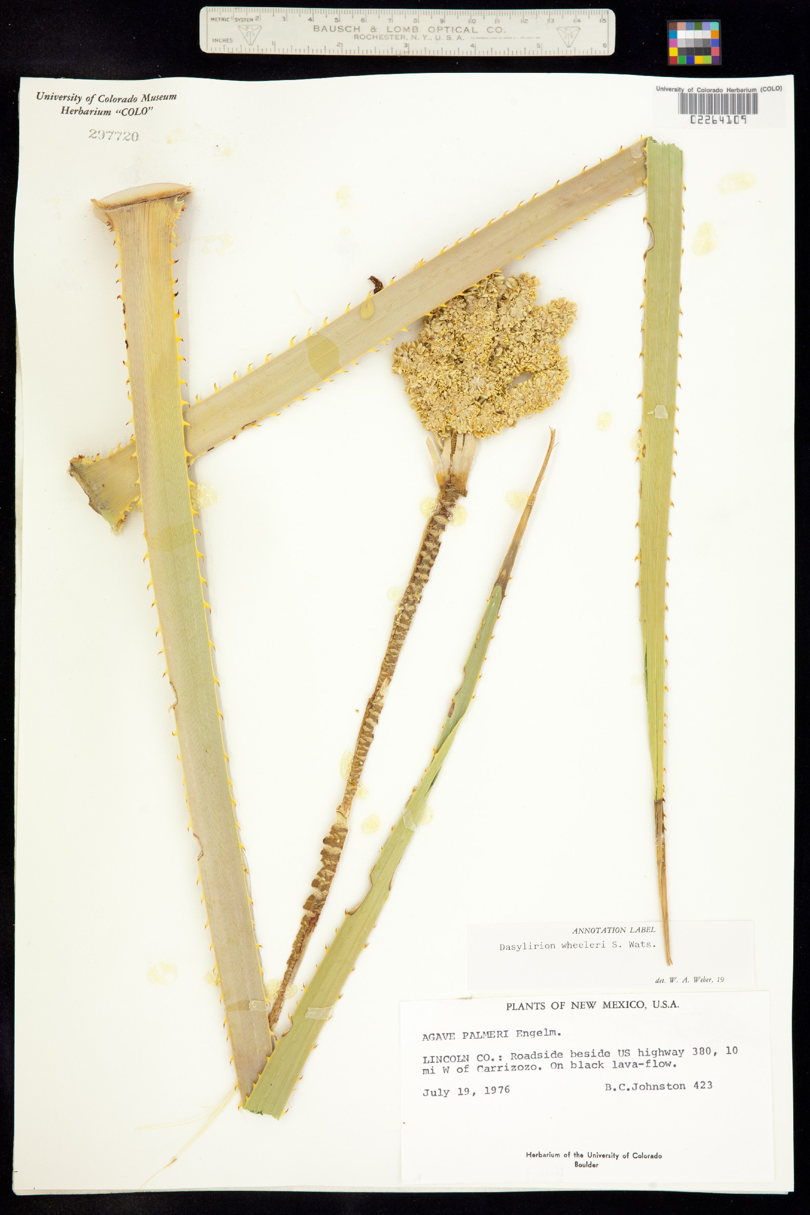 Dasylirion wheeleri image