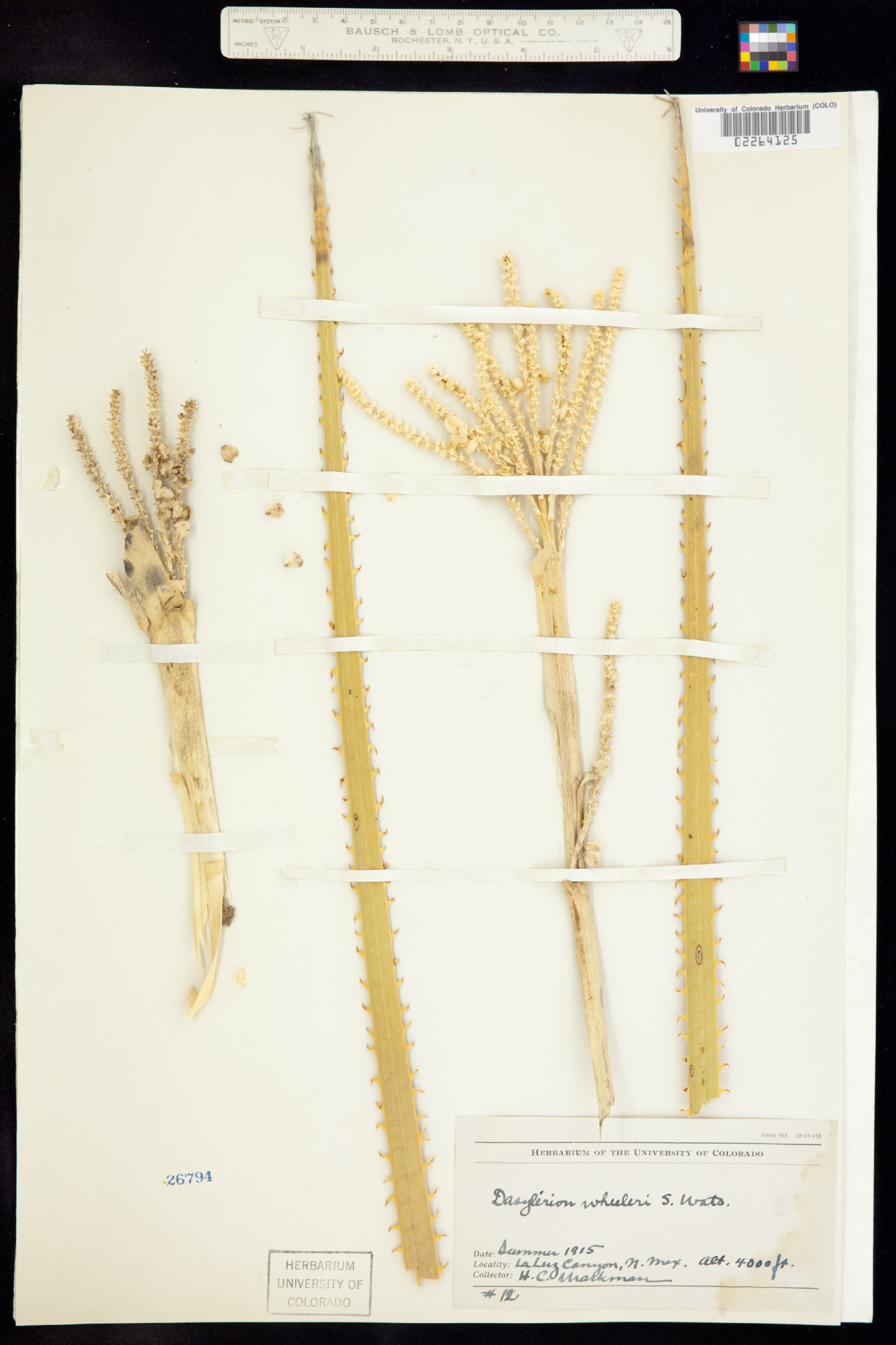 Dasylirion wheeleri image