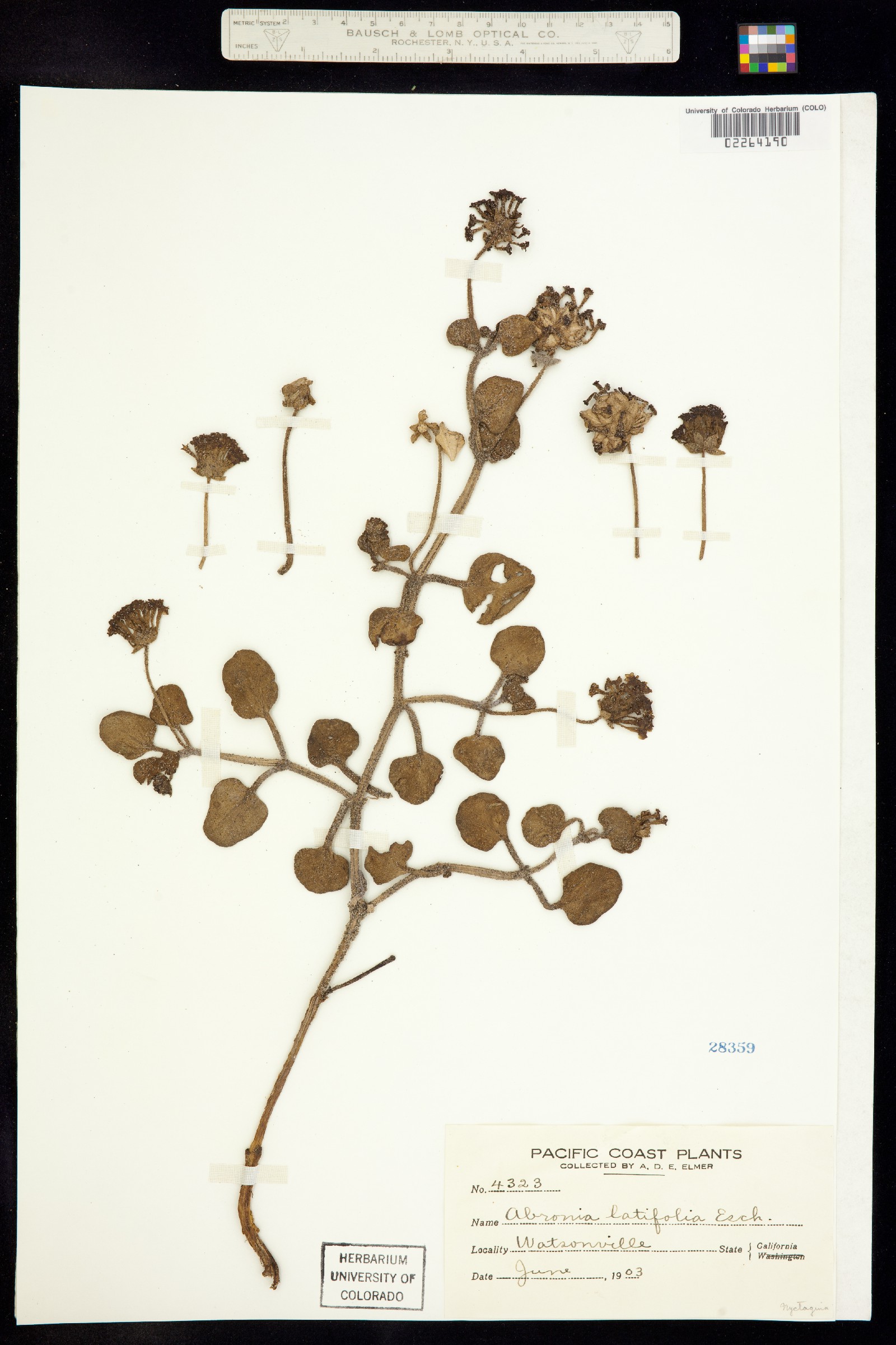 Abronia latifolia image