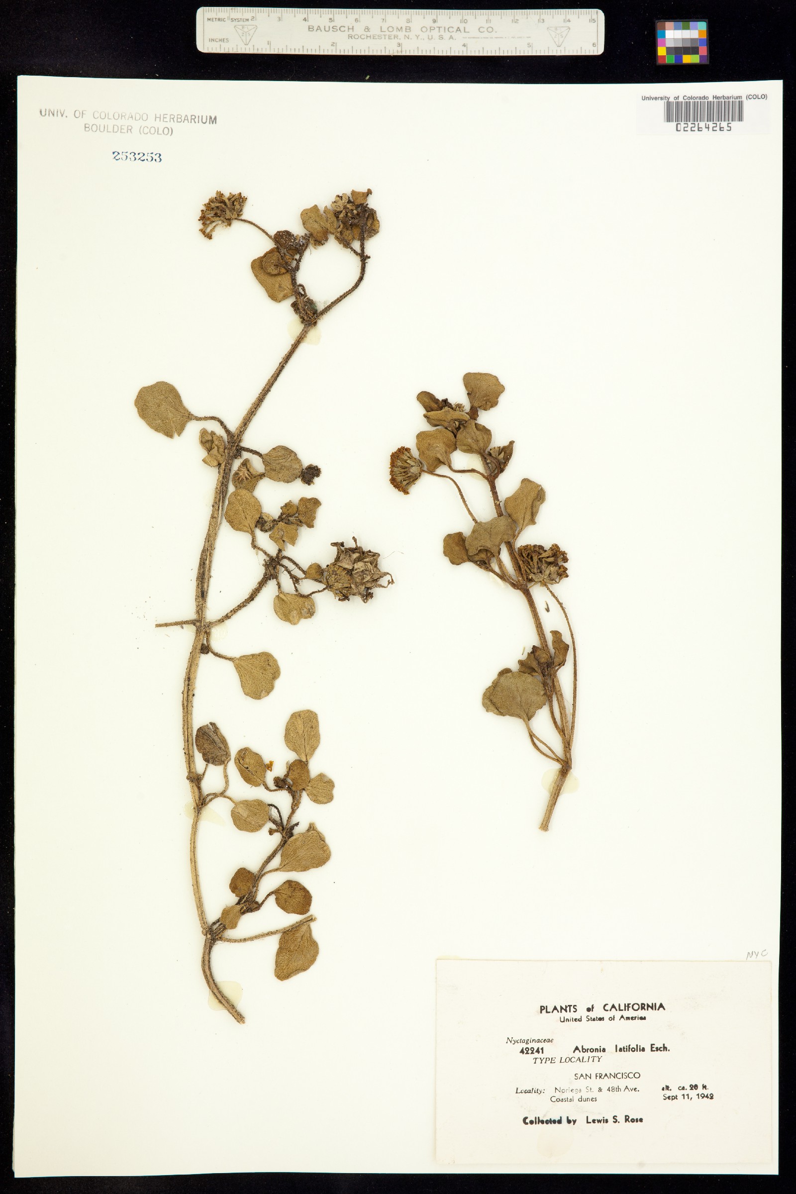 Abronia latifolia image