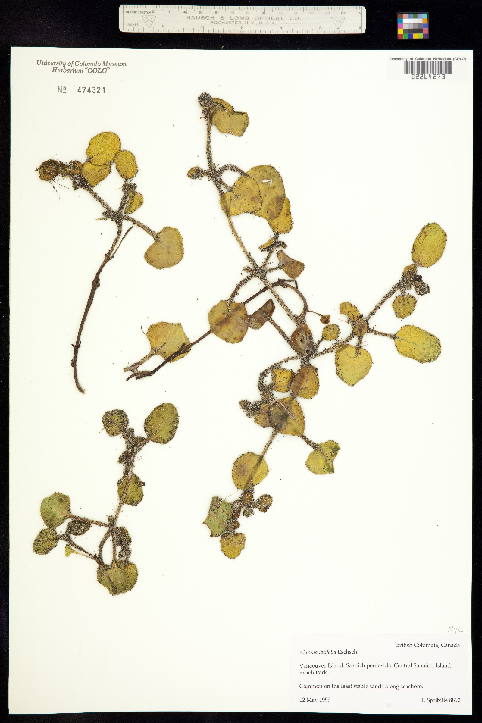 Abronia latifolia image