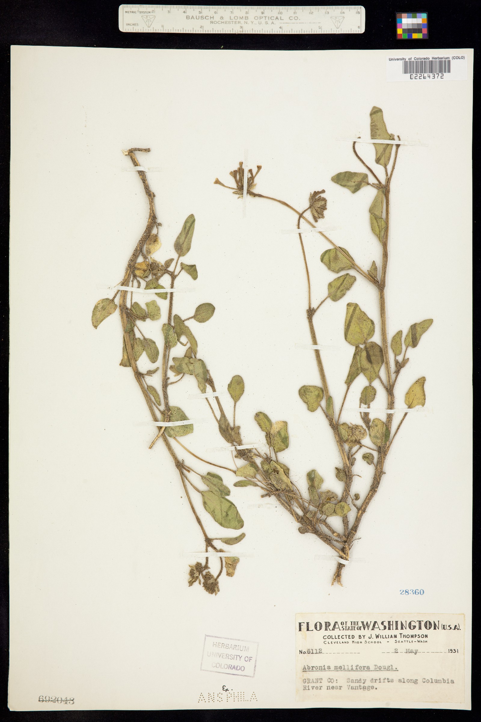 Abronia mellifera image