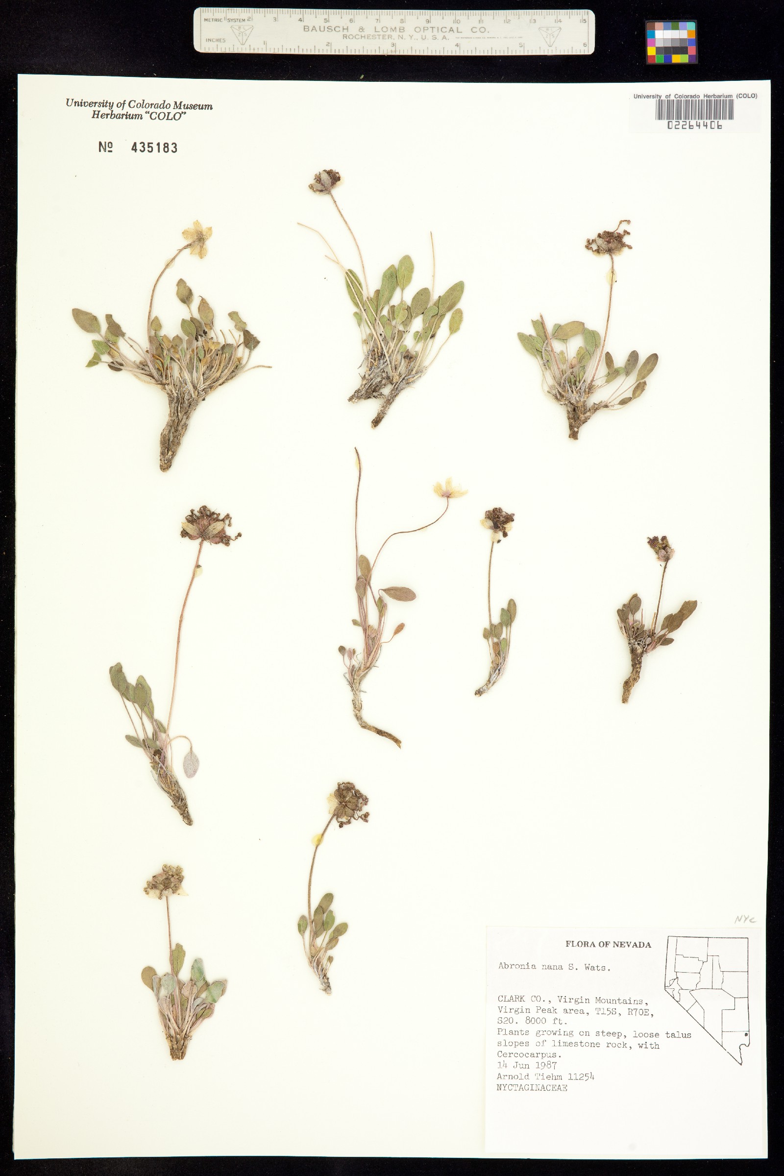 Nyctaginaceae image