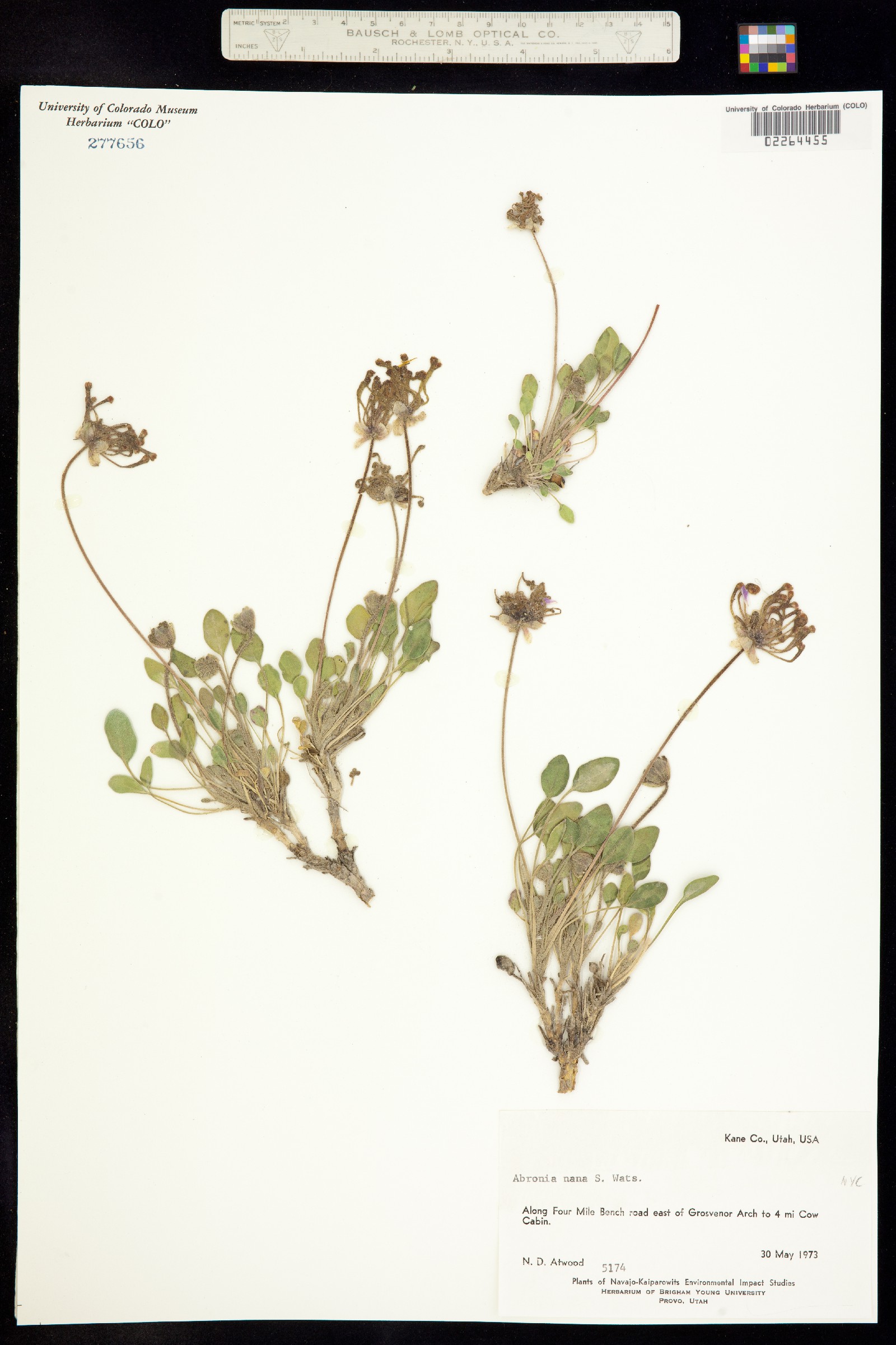 Abronia nana image