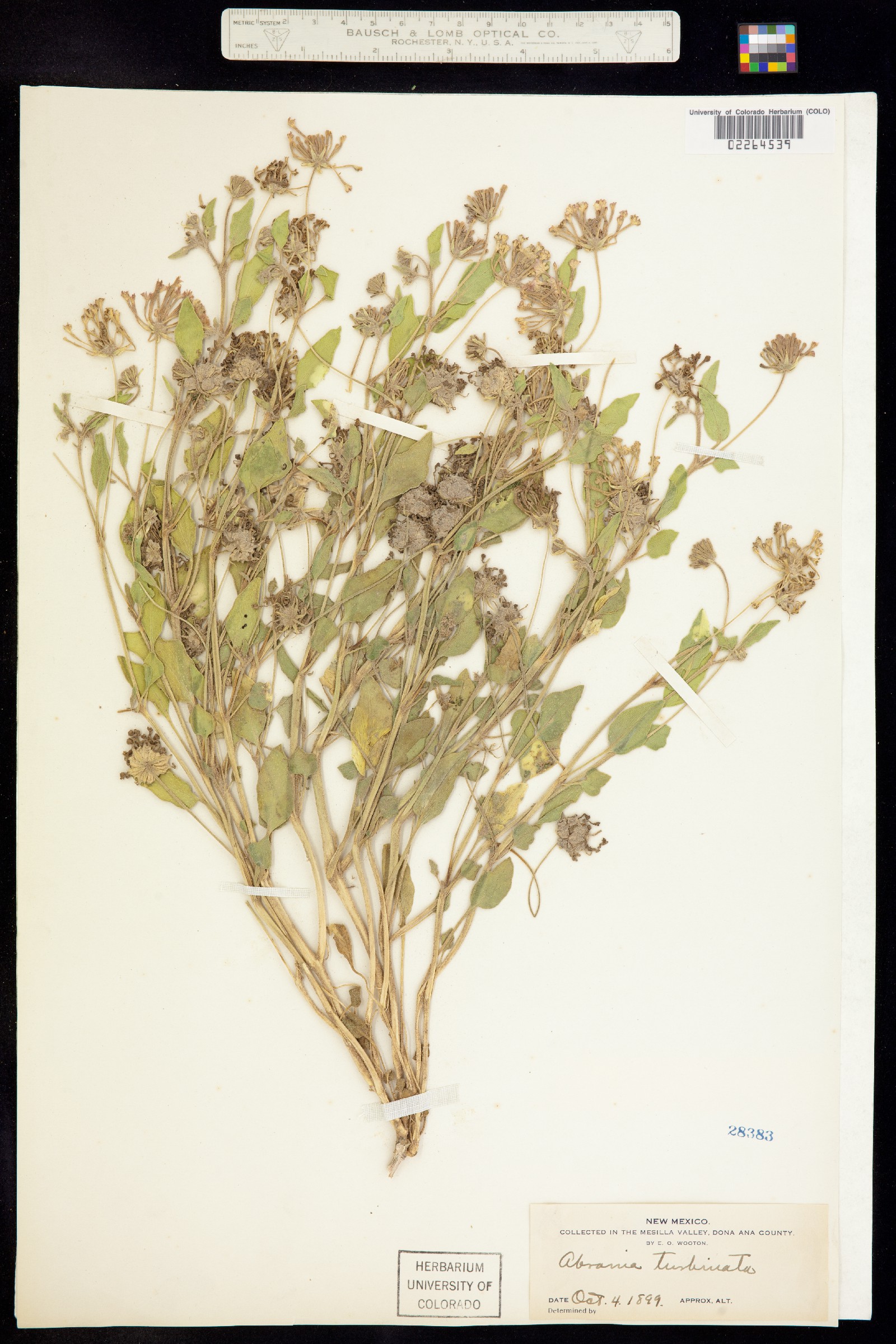 Abronia turbinata image
