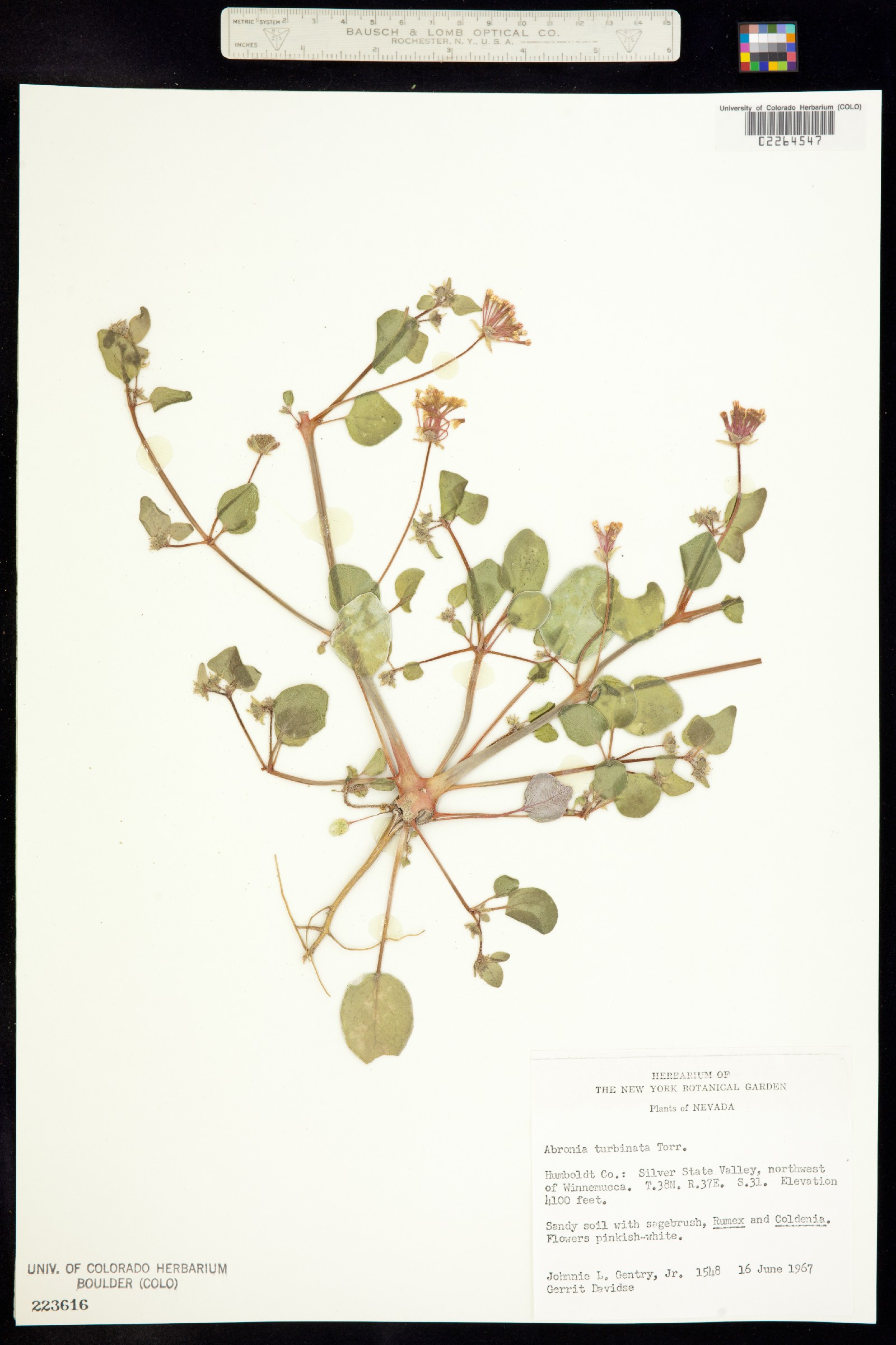 Abronia turbinata image
