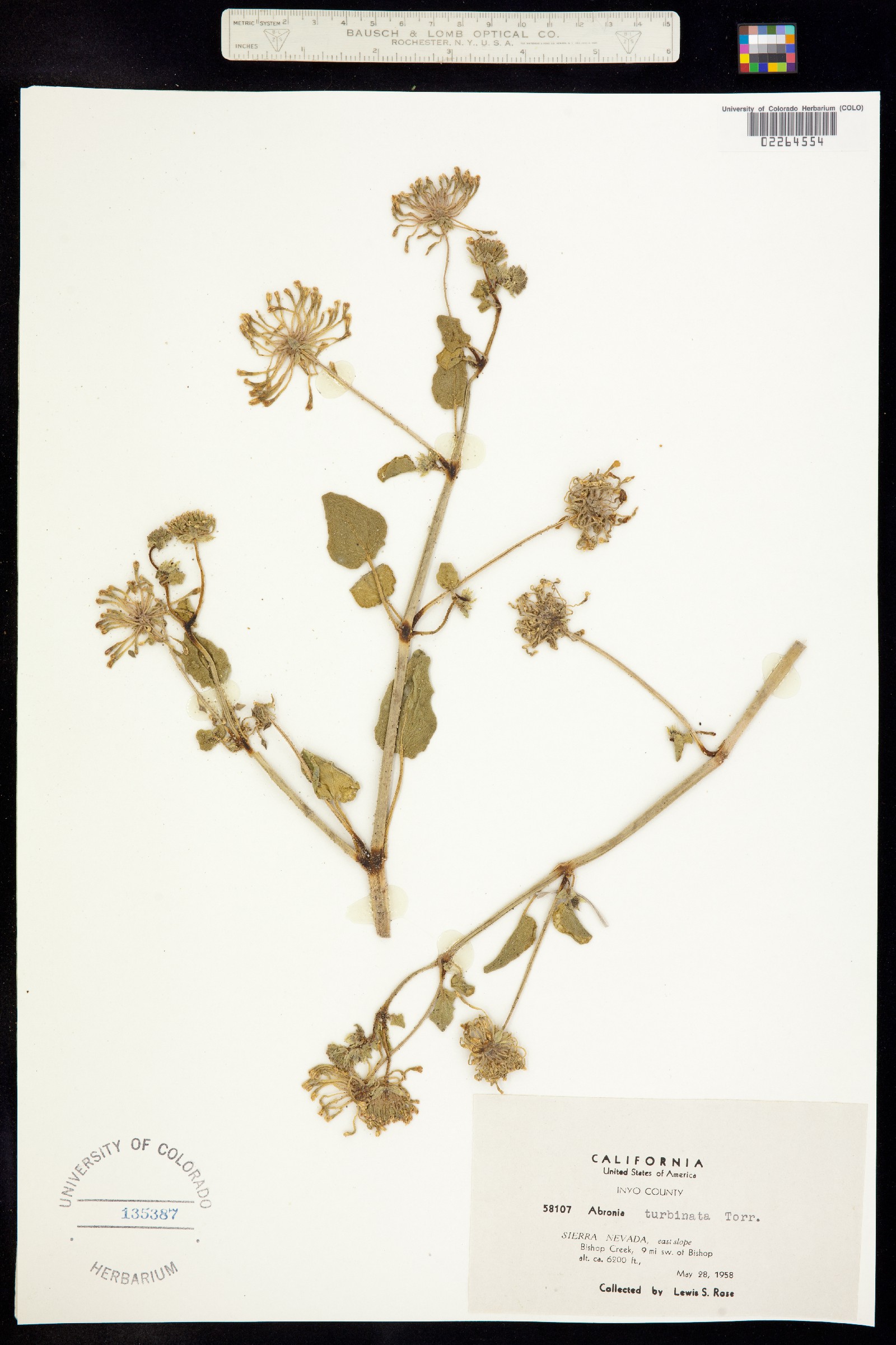 Abronia turbinata image